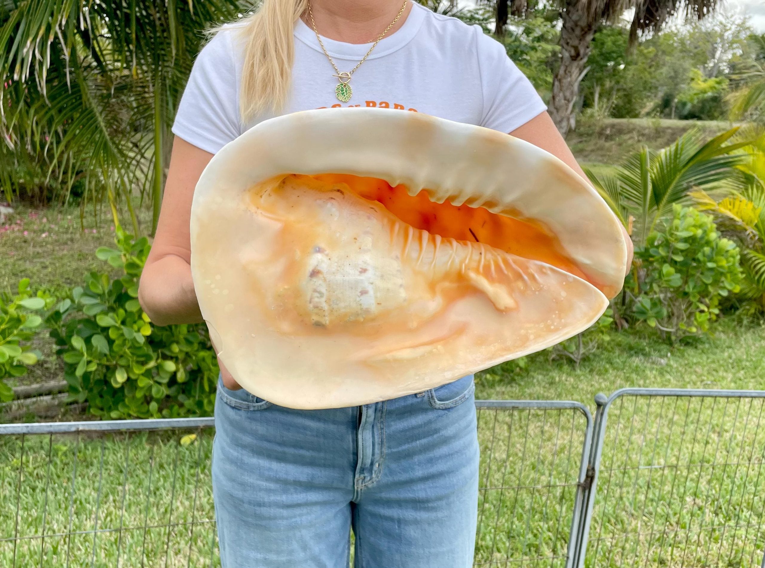 YELLOW HORNED HELMET Shell *All Sizes* Orange Polished Glossy Interior Display Seashell - Image 2