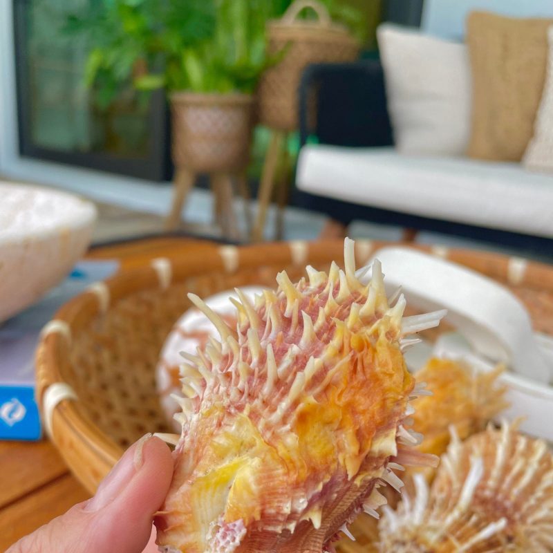 PACIFIC SPINY OYSTER Paired Shell *All Sizes* Yellow/Orange Seashell