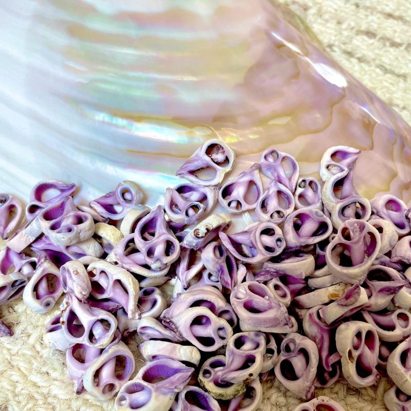 Sliced Cebu Shells, 100 Pack, Up to 3/4", Purple Violet Craft Seashells