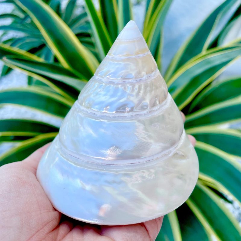 PEARLED TROCHUS SHELLS *All Sizes* Natural Iridescent Display Pyramid Top Seashells