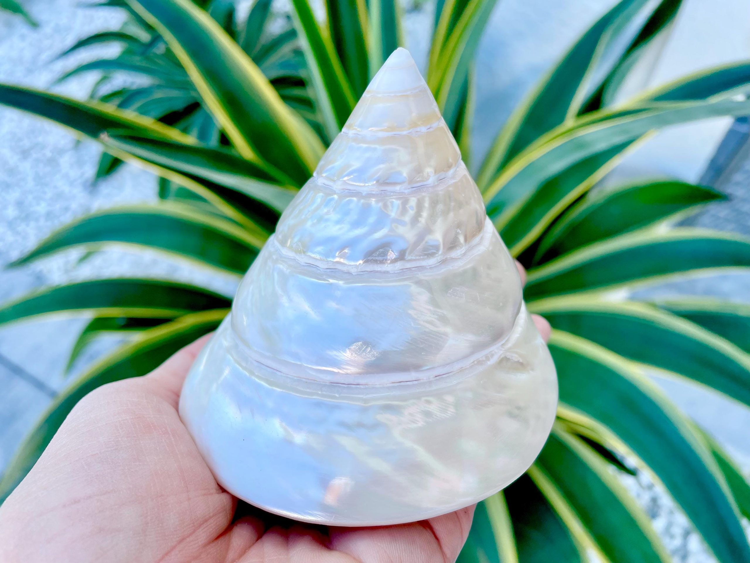 PEARLED TROCHUS SHELLS *All Sizes* Natural Iridescent Display Pyramid Top Seashells