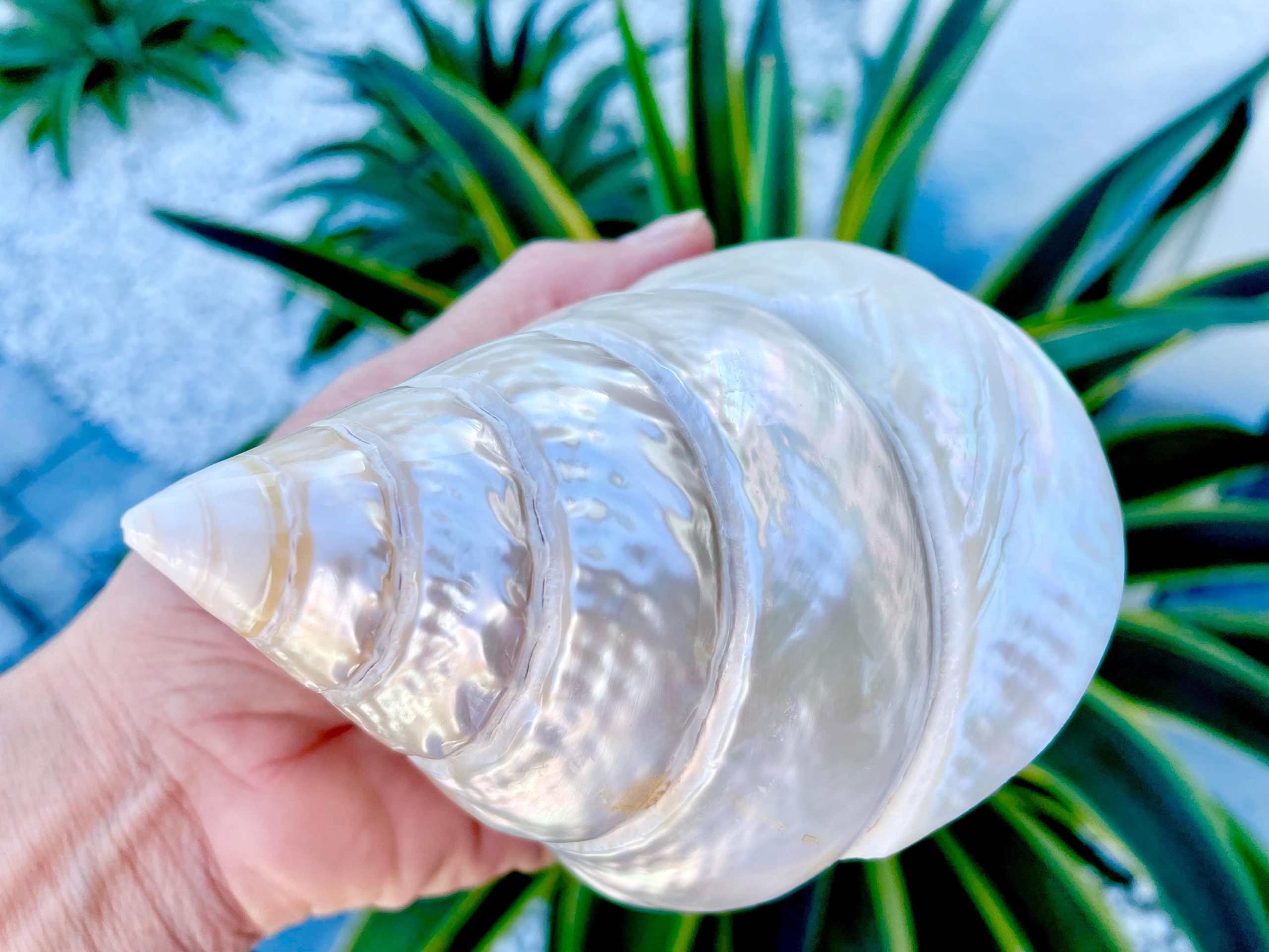 PEARLED TROCHUS SHELLS *All Sizes* Natural Iridescent Display Pyramid Top Seashells - Image 2