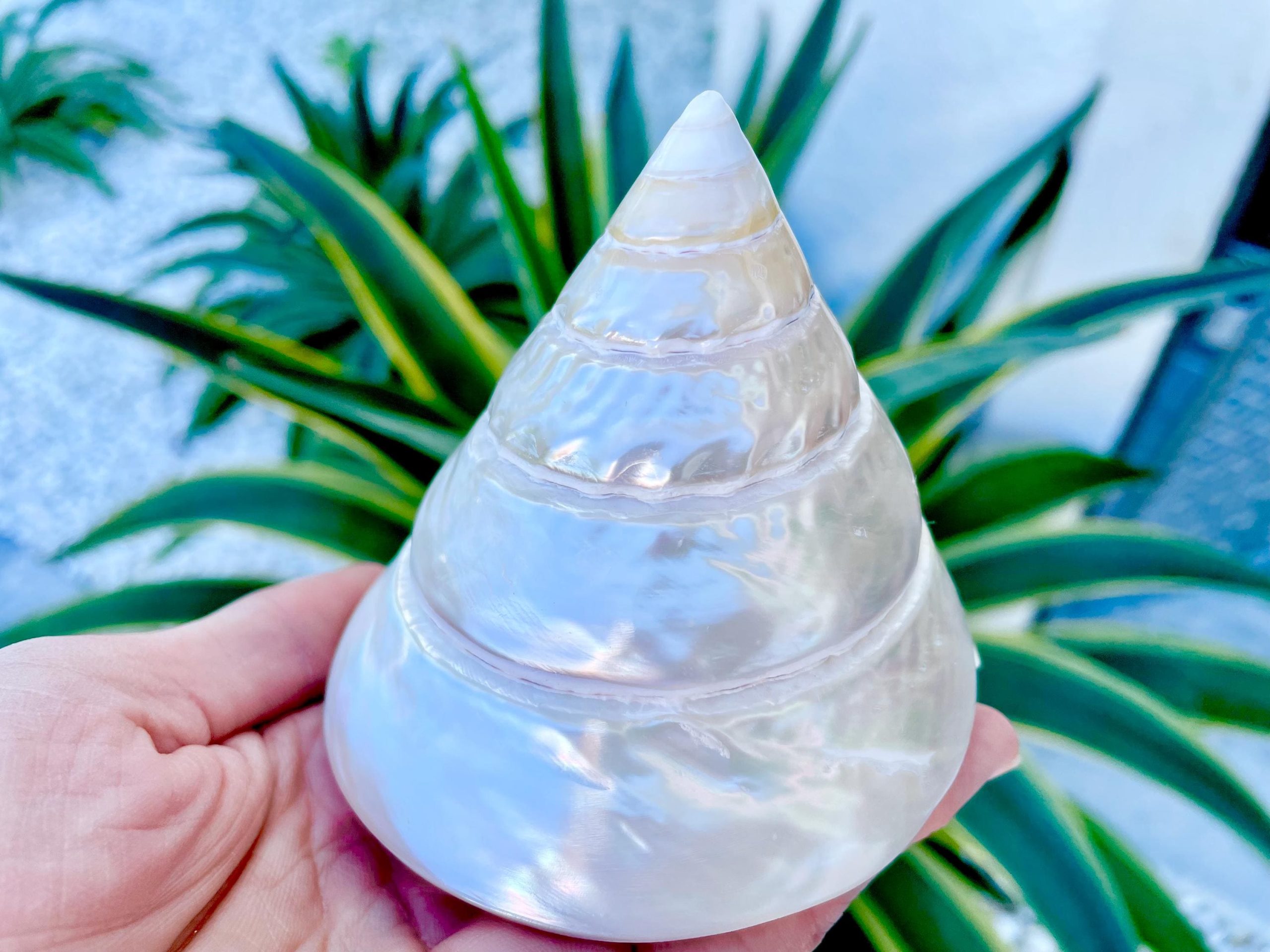 PEARLED TROCHUS SHELLS *All Sizes* Natural Iridescent Display Pyramid Top Seashells - Image 4