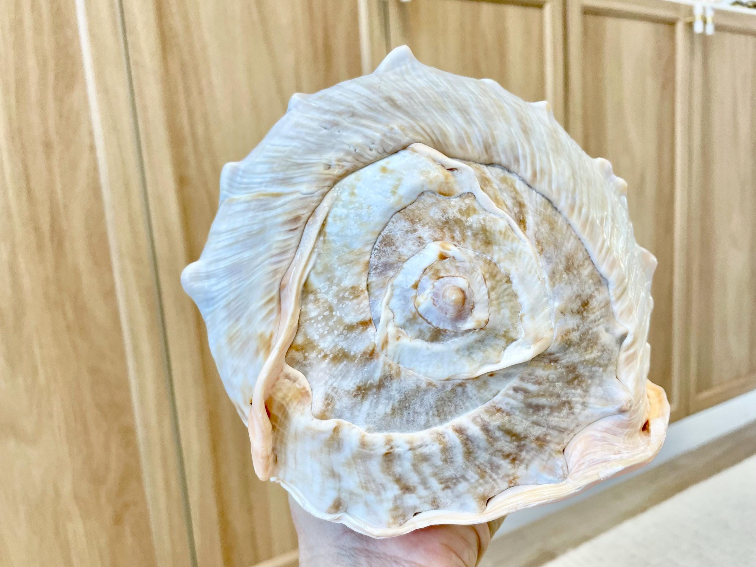 QUEEN HELMET SHELLS *All Sizes* Natural Peach Brown Display Seashells Décor - Image 6