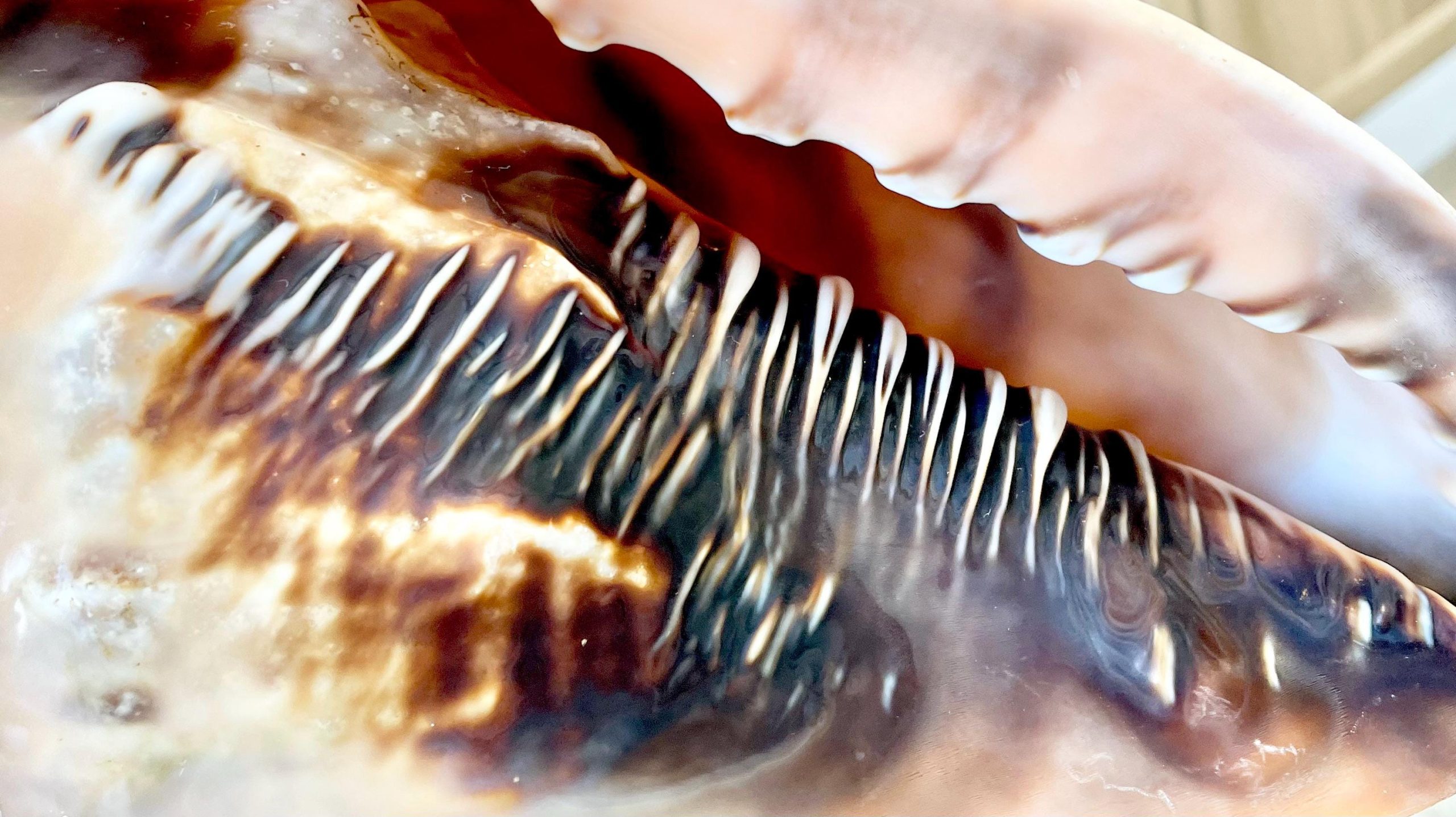 QUEEN HELMET SHELLS *All Sizes* Natural Peach Brown Display Seashells Décor - Image 2