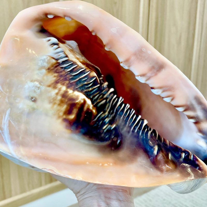 QUEEN HELMET SHELLS *All Sizes* Natural Peach Brown Display Seashells Décor