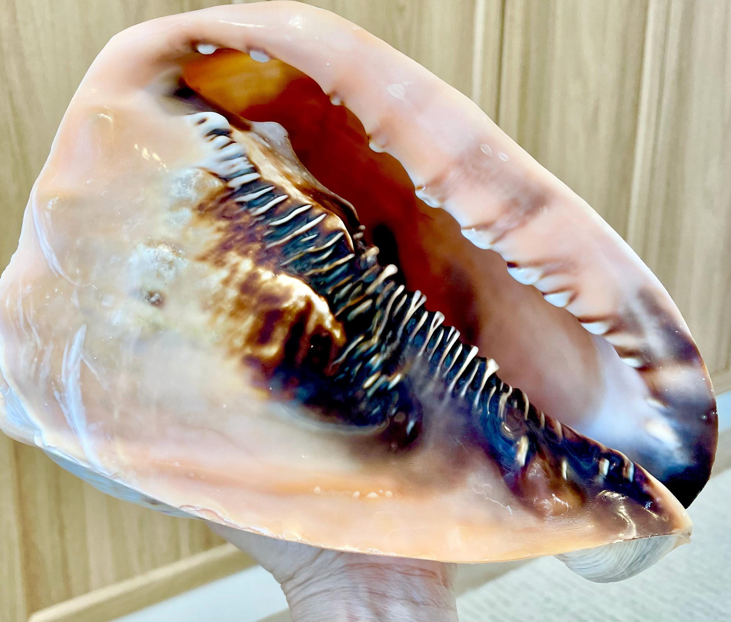 QUEEN HELMET SHELLS *All Sizes* Natural Peach Brown Display Seashells Décor