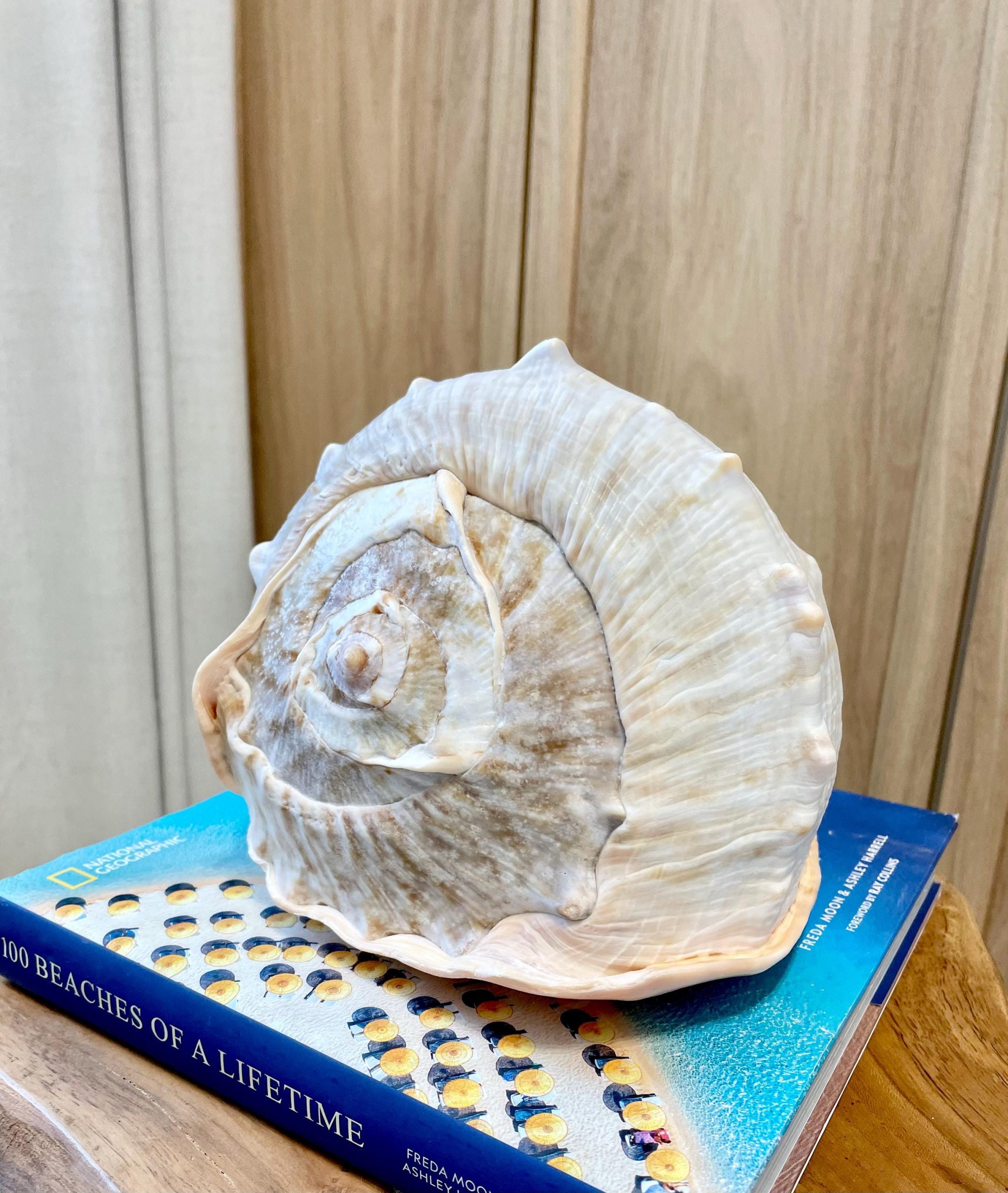 QUEEN HELMET SHELLS *All Sizes* Natural Peach Brown Display Seashells Décor - Image 8