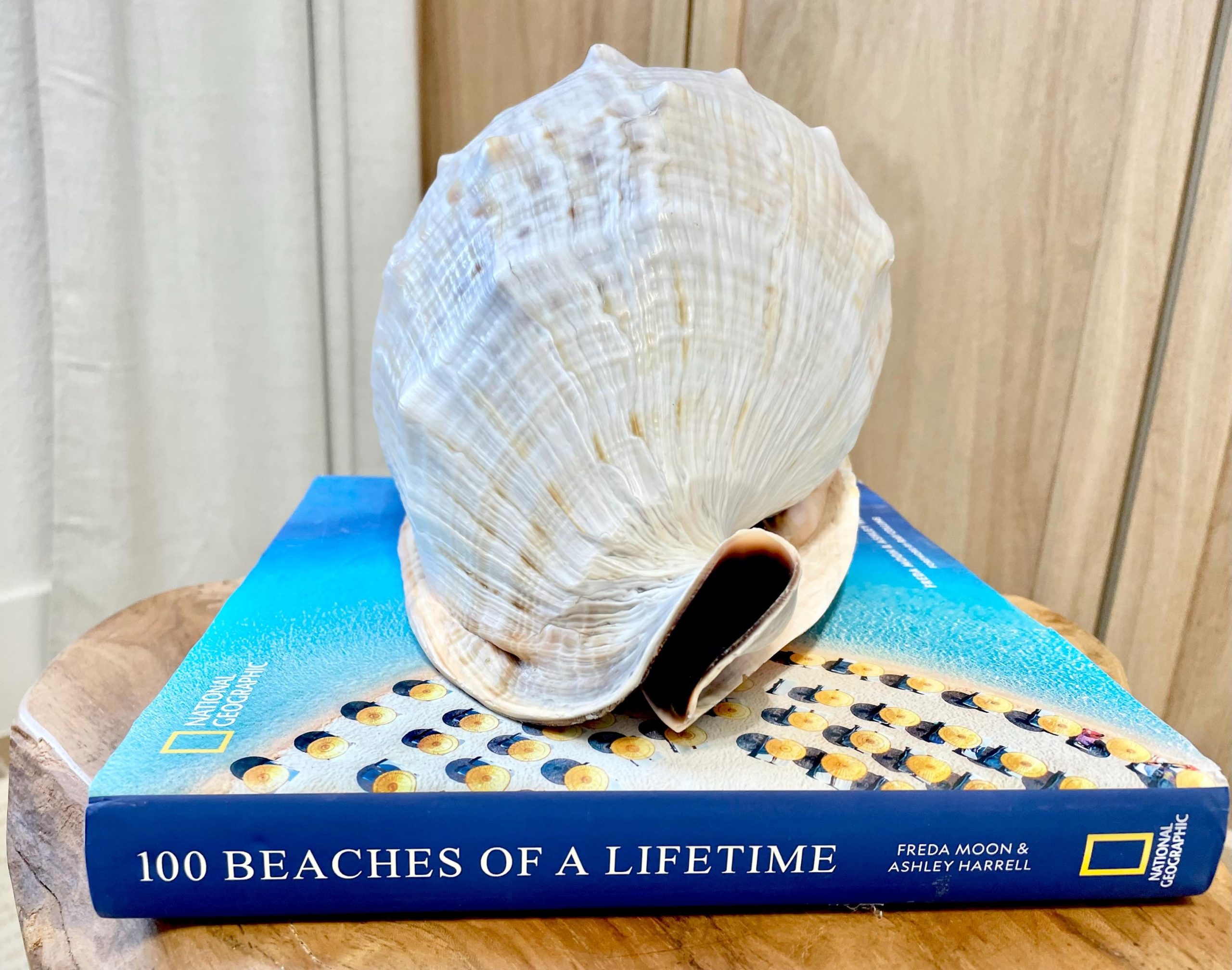 QUEEN HELMET SHELLS *All Sizes* Natural Peach Brown Display Seashells Décor - Image 10