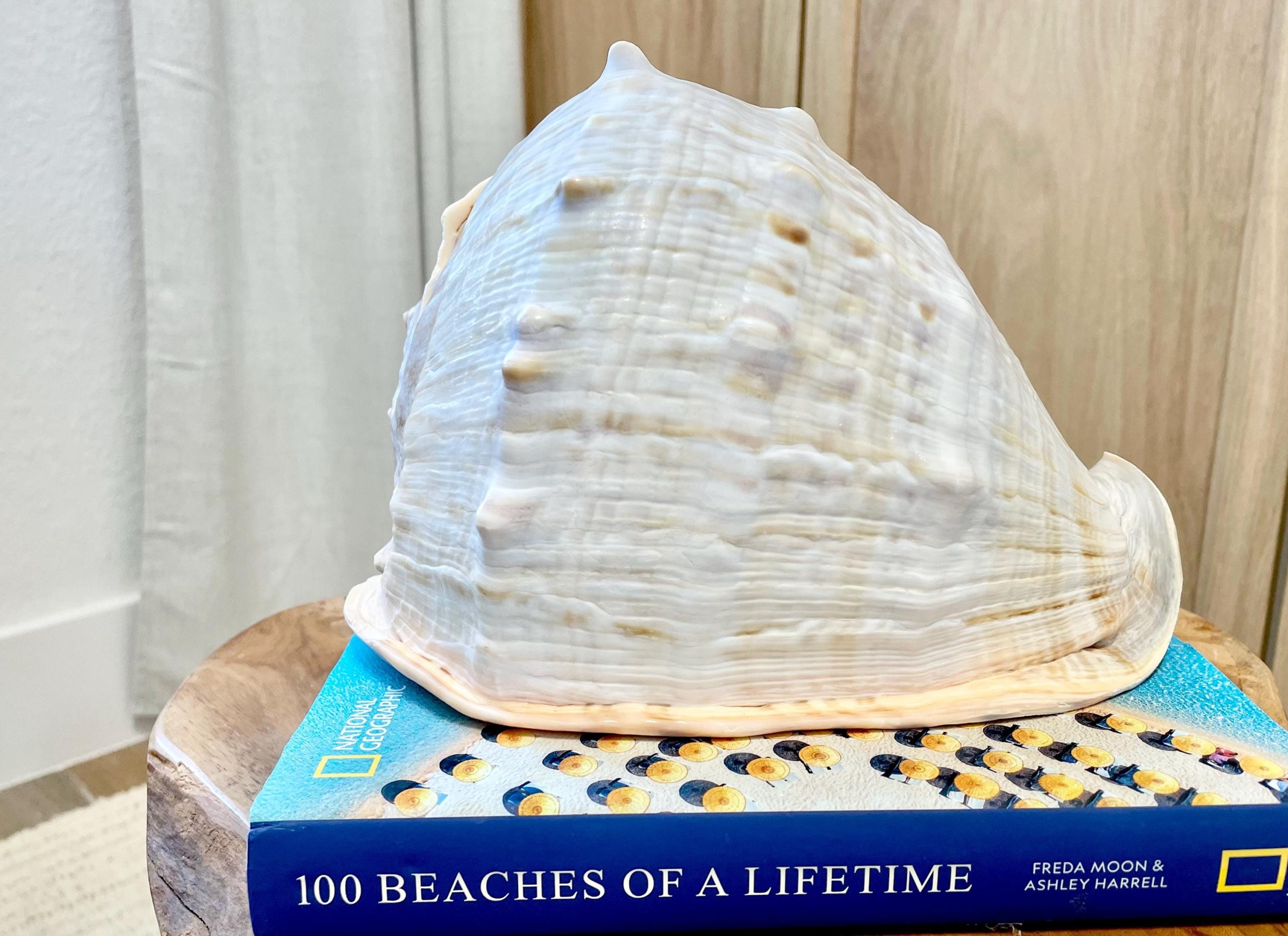 QUEEN HELMET SHELLS *All Sizes* Natural Peach Brown Display Seashells Décor - Image 9