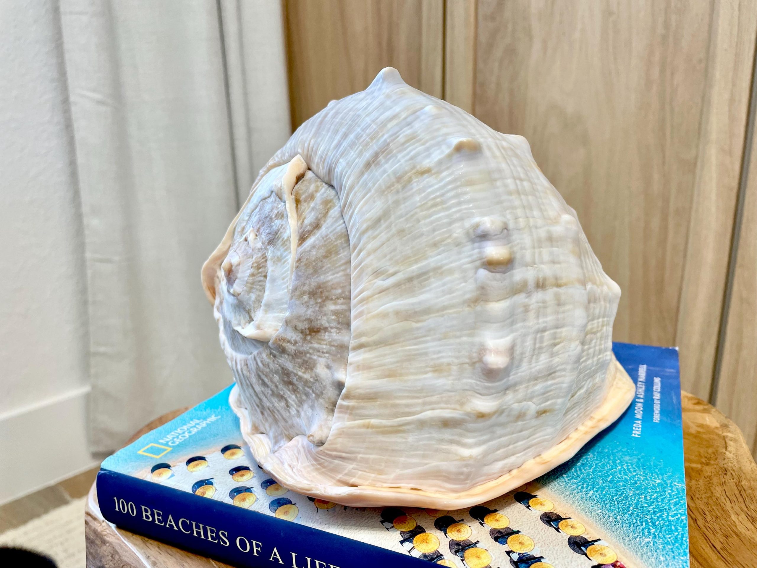 QUEEN HELMET SHELLS *All Sizes* Natural Peach Brown Display Seashells Décor - Image 7