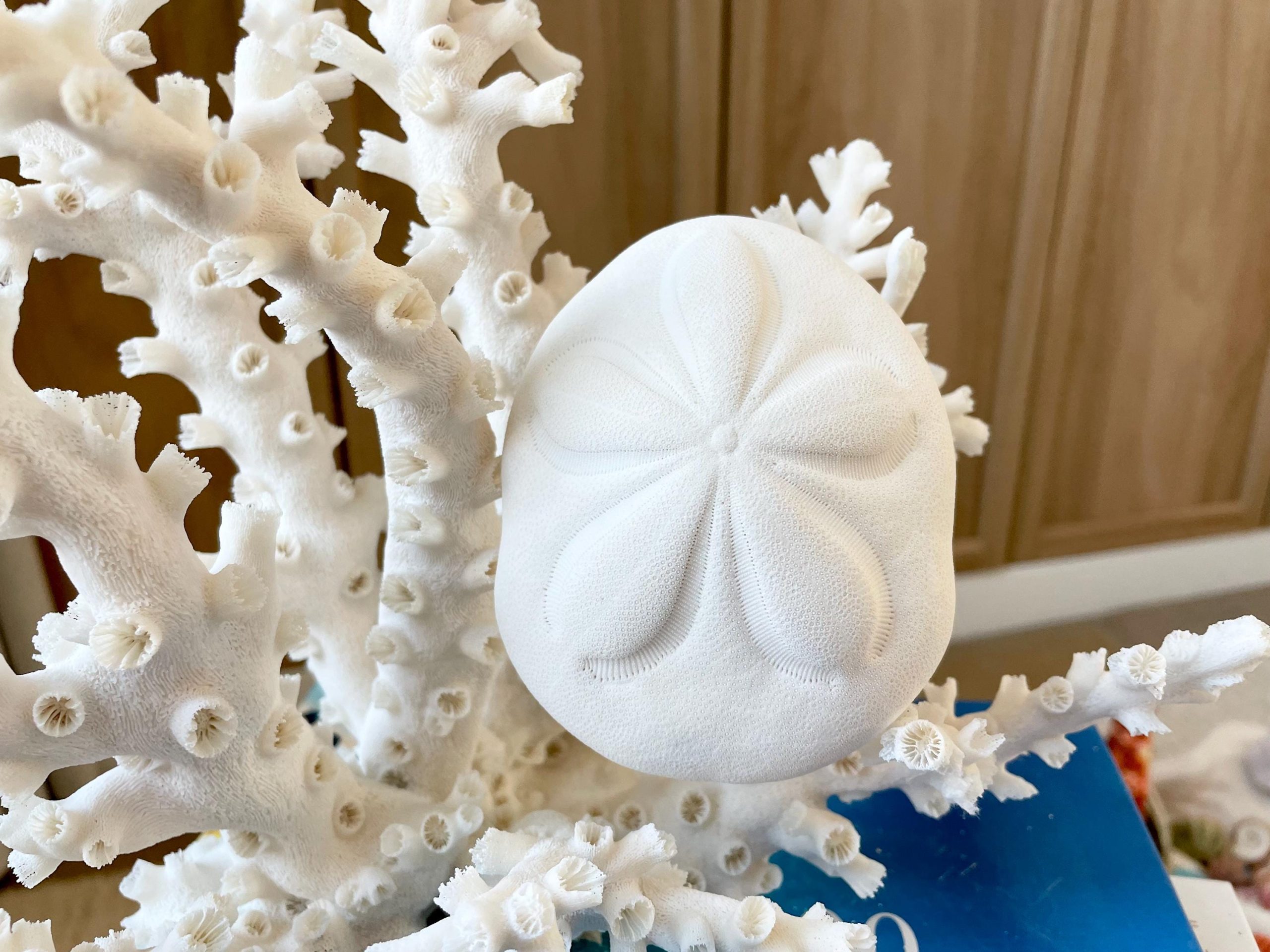 Sea Biscuit Puffy Sand Dollar 3.5-4" XL White - Image 3