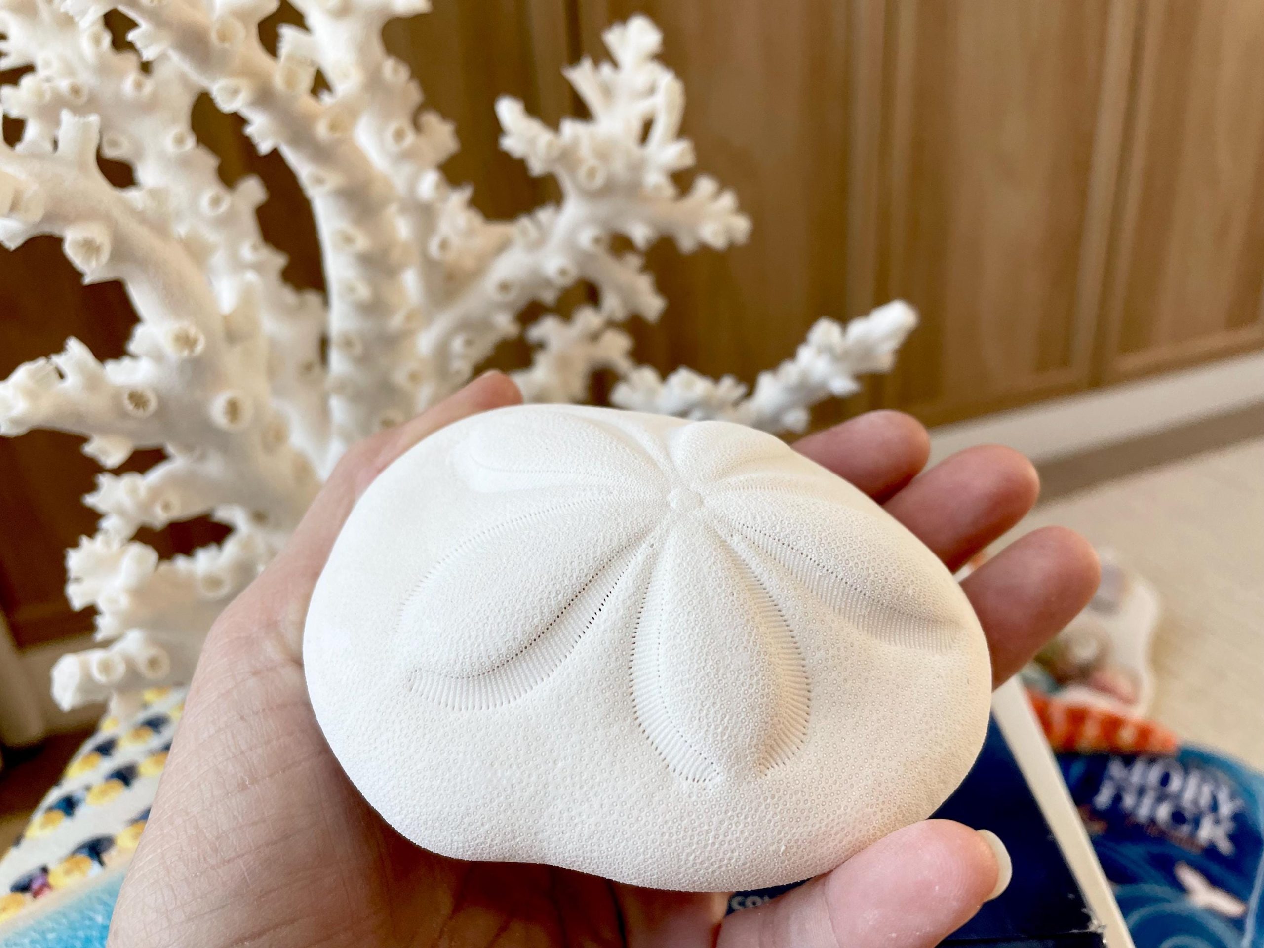 Sea Biscuit Puffy Sand Dollar 3.5-4" XL White - Image 10