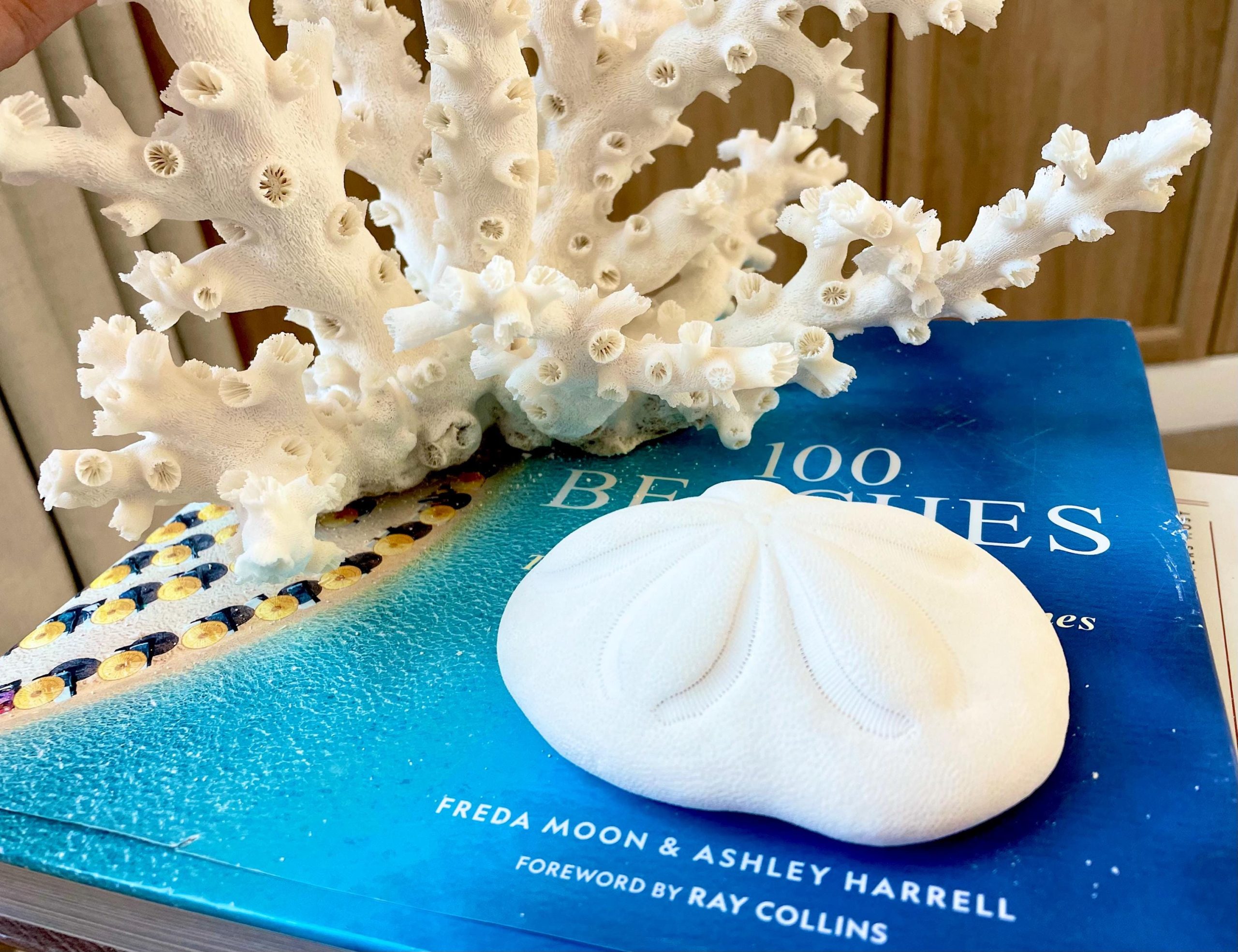 Sea Biscuit Puffy Sand Dollar 3.5-4" XL White - Image 8