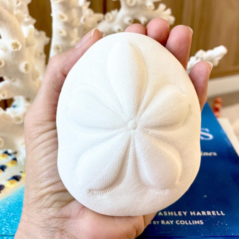 Sea Biscuit Puffy Sand Dollar 3.5-4" XL White