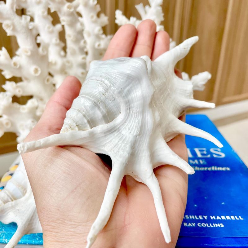 White Spider Lambis Shell *You Choose Size* Display Conch Seashells