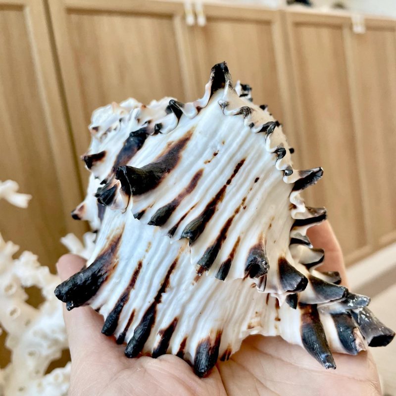 Black Murex Seashell *All Sizes* Coastal Home Décor Conch Shell