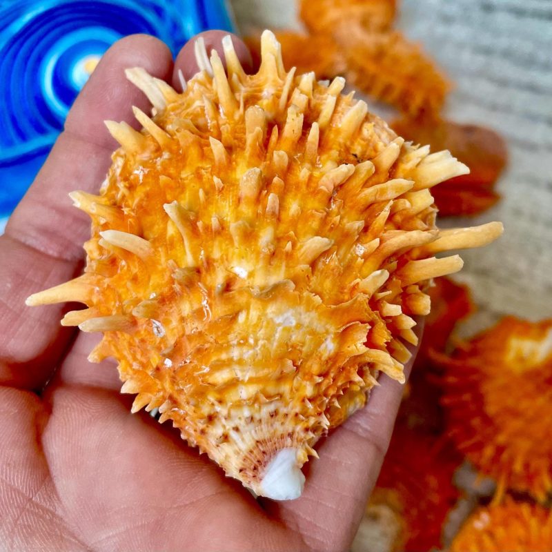 Orange Spiny Oyster Pair Shell 2.5-3" Display, Craft Seashells