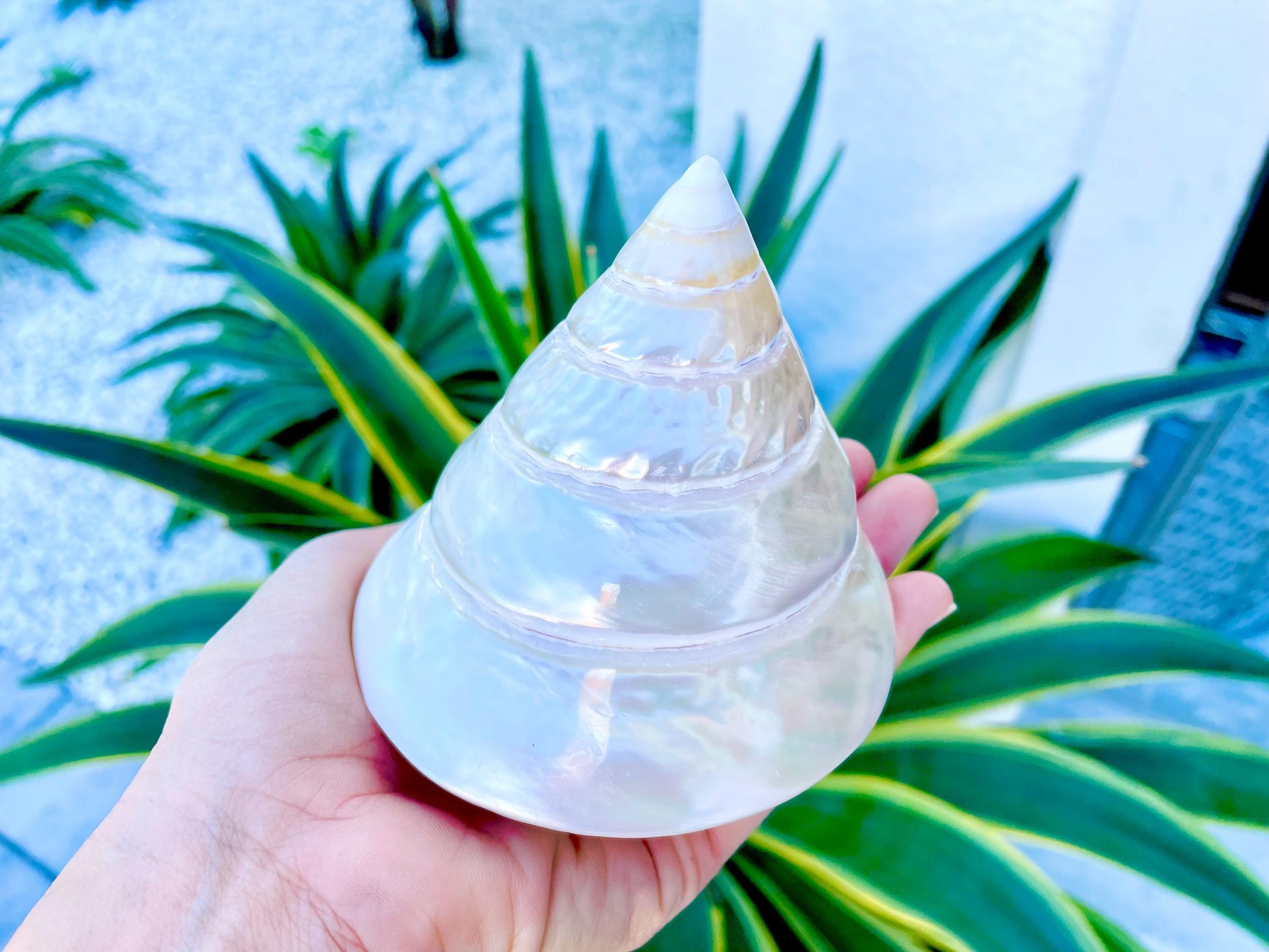 PEARLED TROCHUS SHELLS *All Sizes* Natural Iridescent Display Pyramid Top Seashells - Image 3