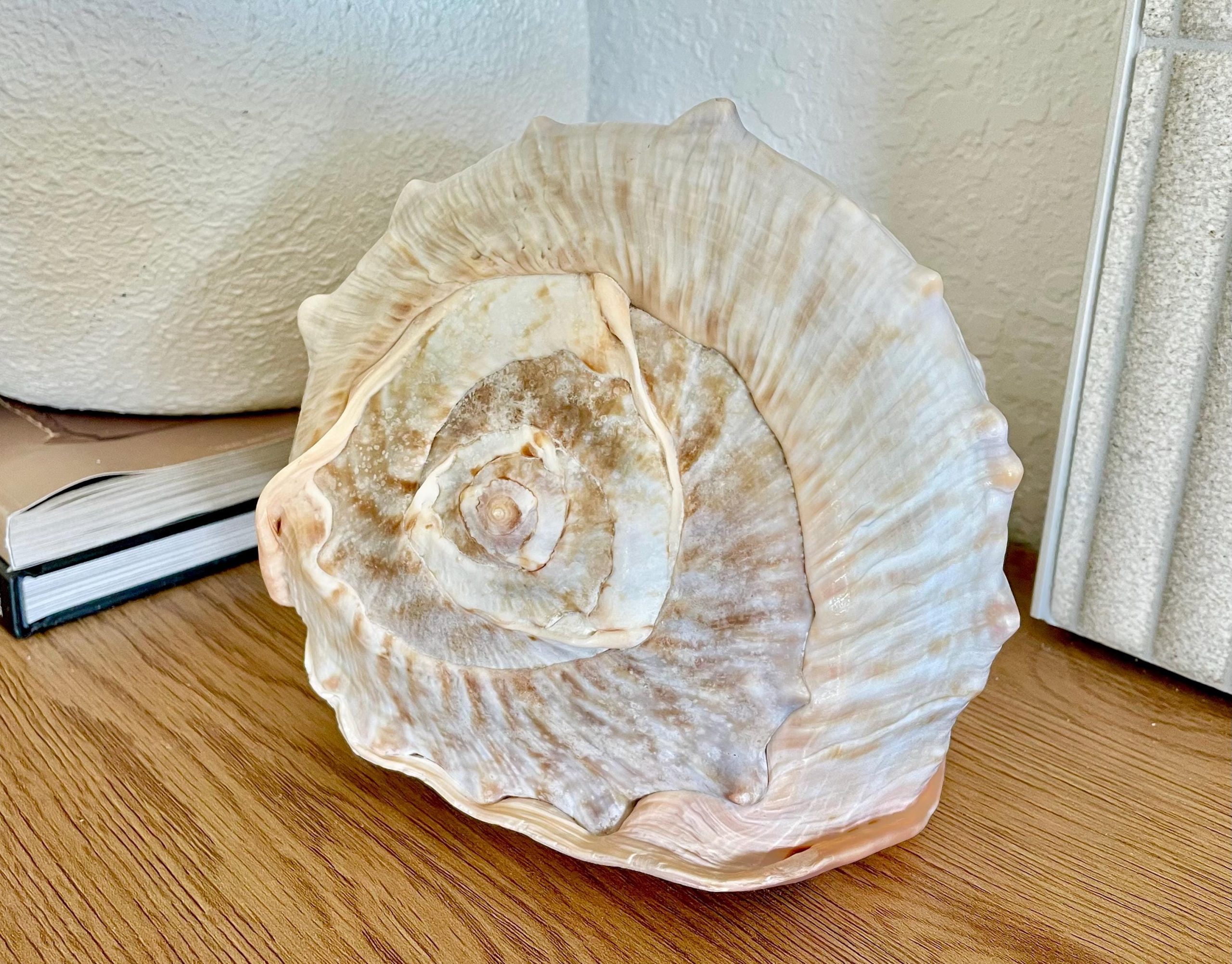 QUEEN HELMET SHELLS *All Sizes* Natural Peach Brown Display Seashells Décor - Image 3