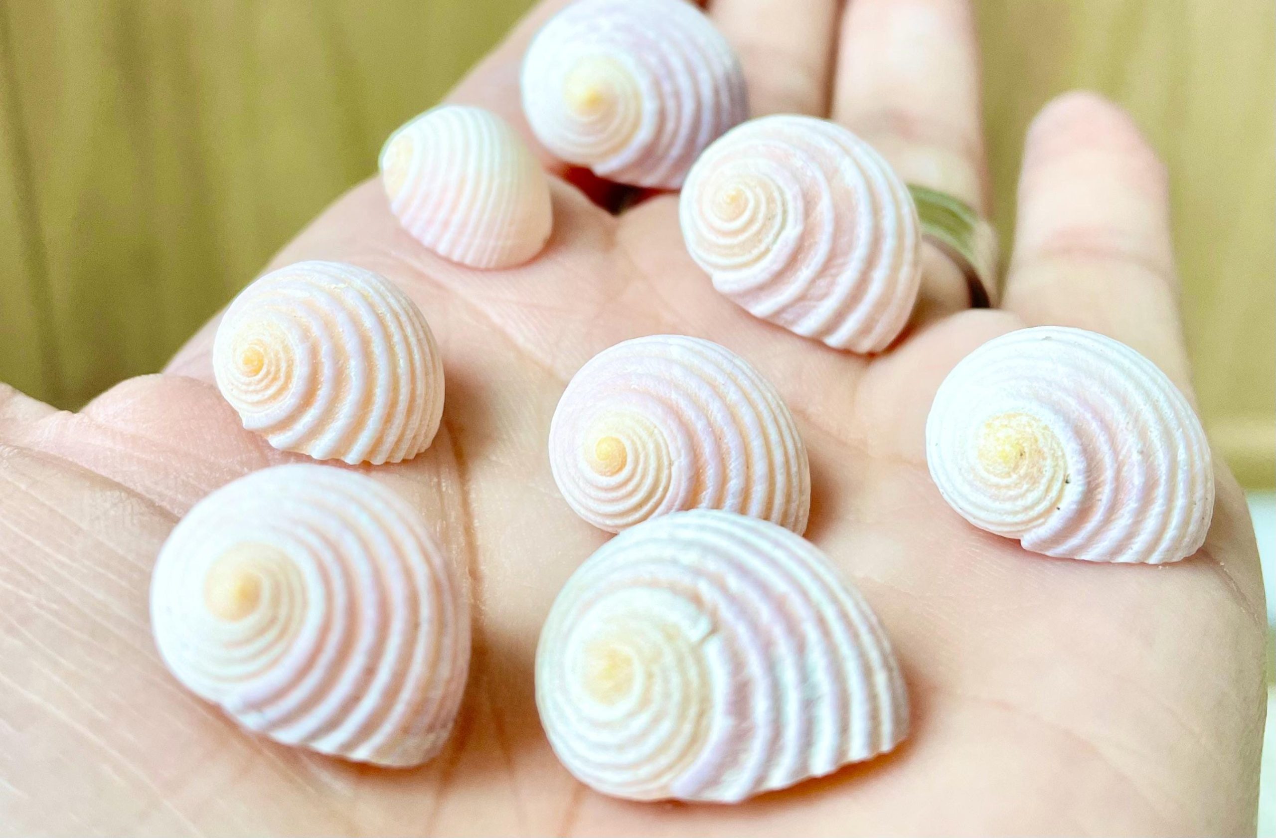 Pleated Nerite Shells 1/2"-3/4" *You Choose Quantity* Small Pink Ribbed Craft Seashells - Image 4