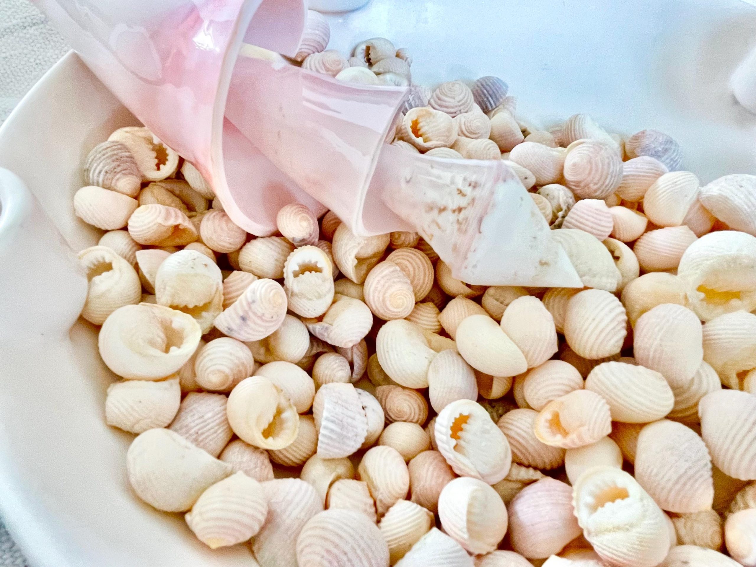 Pleated Nerite Shells 1/2"-3/4" *You Choose Quantity* Small Pink Ribbed Craft Seashells - Image 10