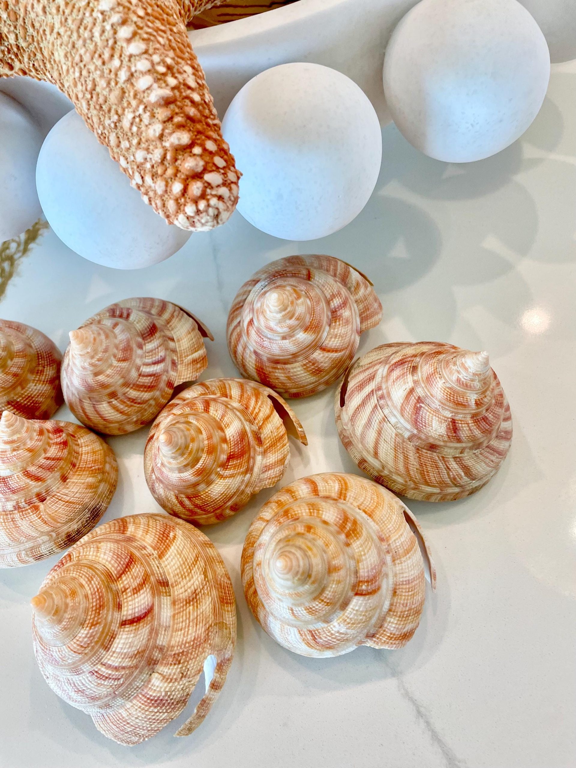 Emperors Slit Seashell 2.5-3" *Shell Of Your Choice* Mikadotrochus hirasei - Image 2