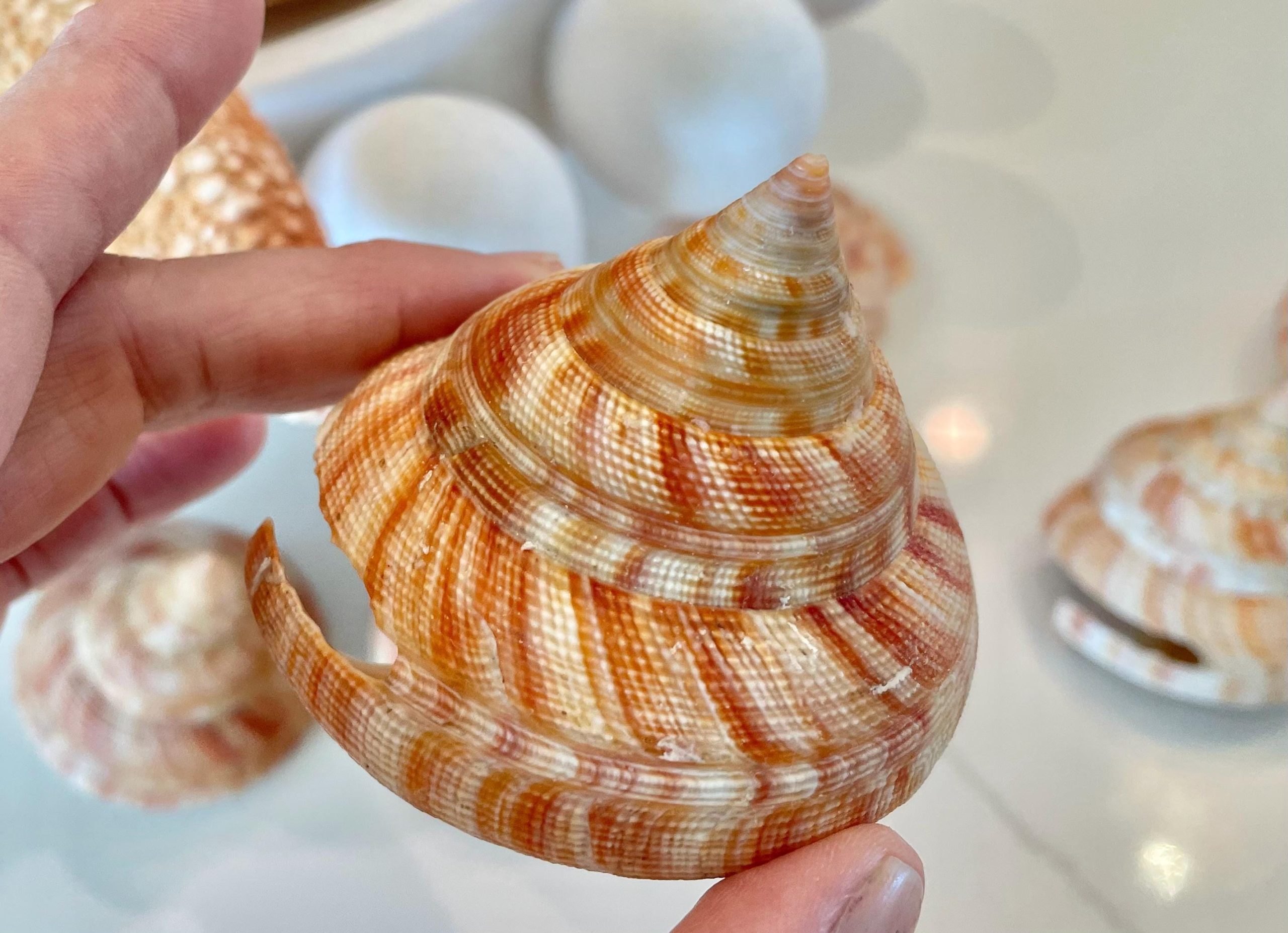 Emperors Slit Seashell 2.5-3" *Shell Of Your Choice* Mikadotrochus hirasei - Image 3