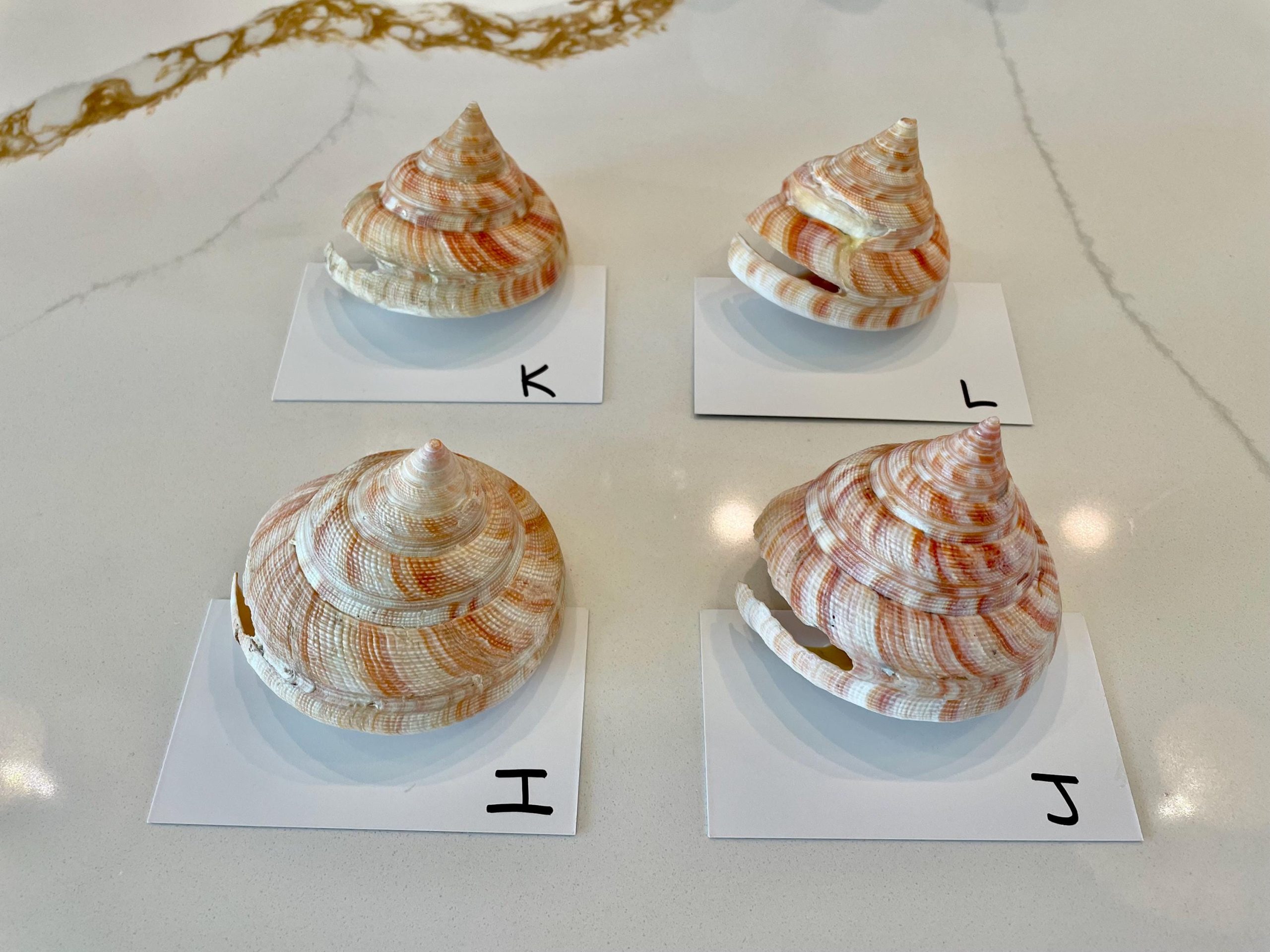 Emperors Slit Seashell 2.5-3" *Shell Of Your Choice* Mikadotrochus hirasei - Image 12
