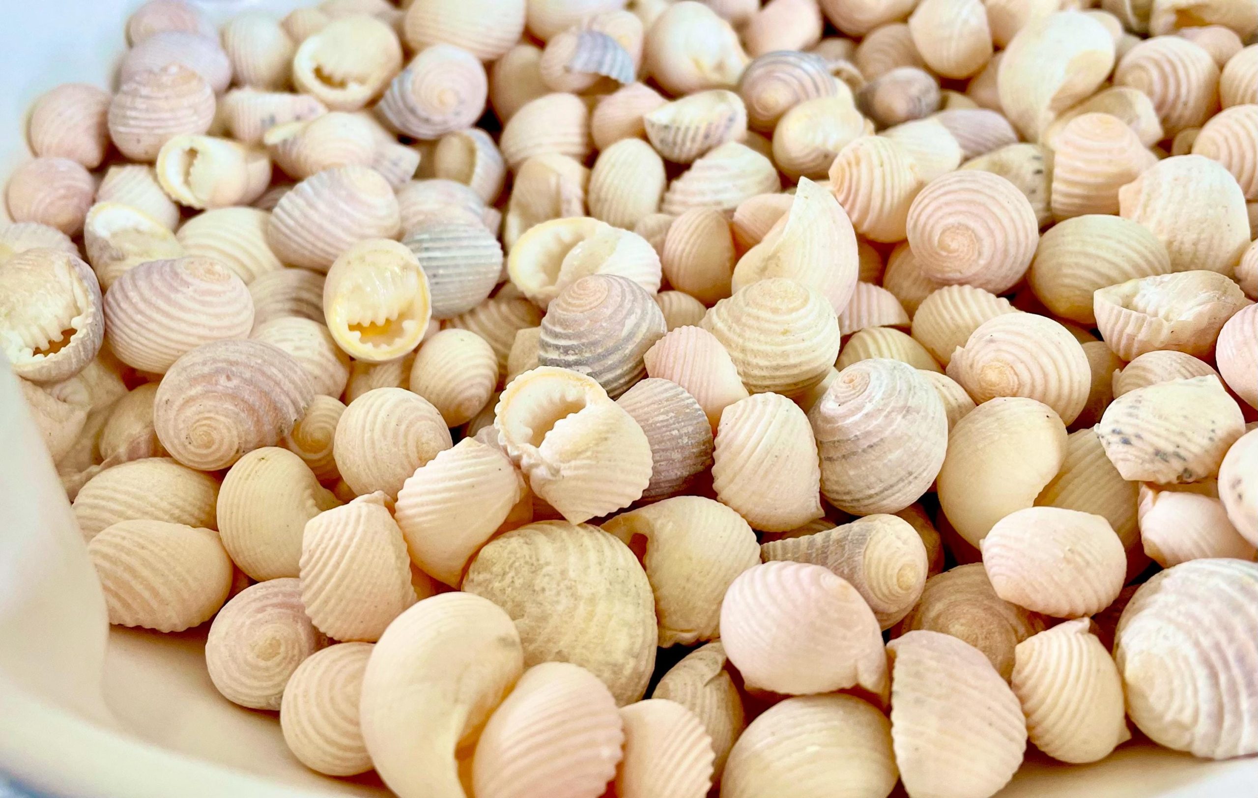 Pleated Nerite Shells 1/2"-3/4" *You Choose Quantity* Small Pink Ribbed Craft Seashells - Image 6