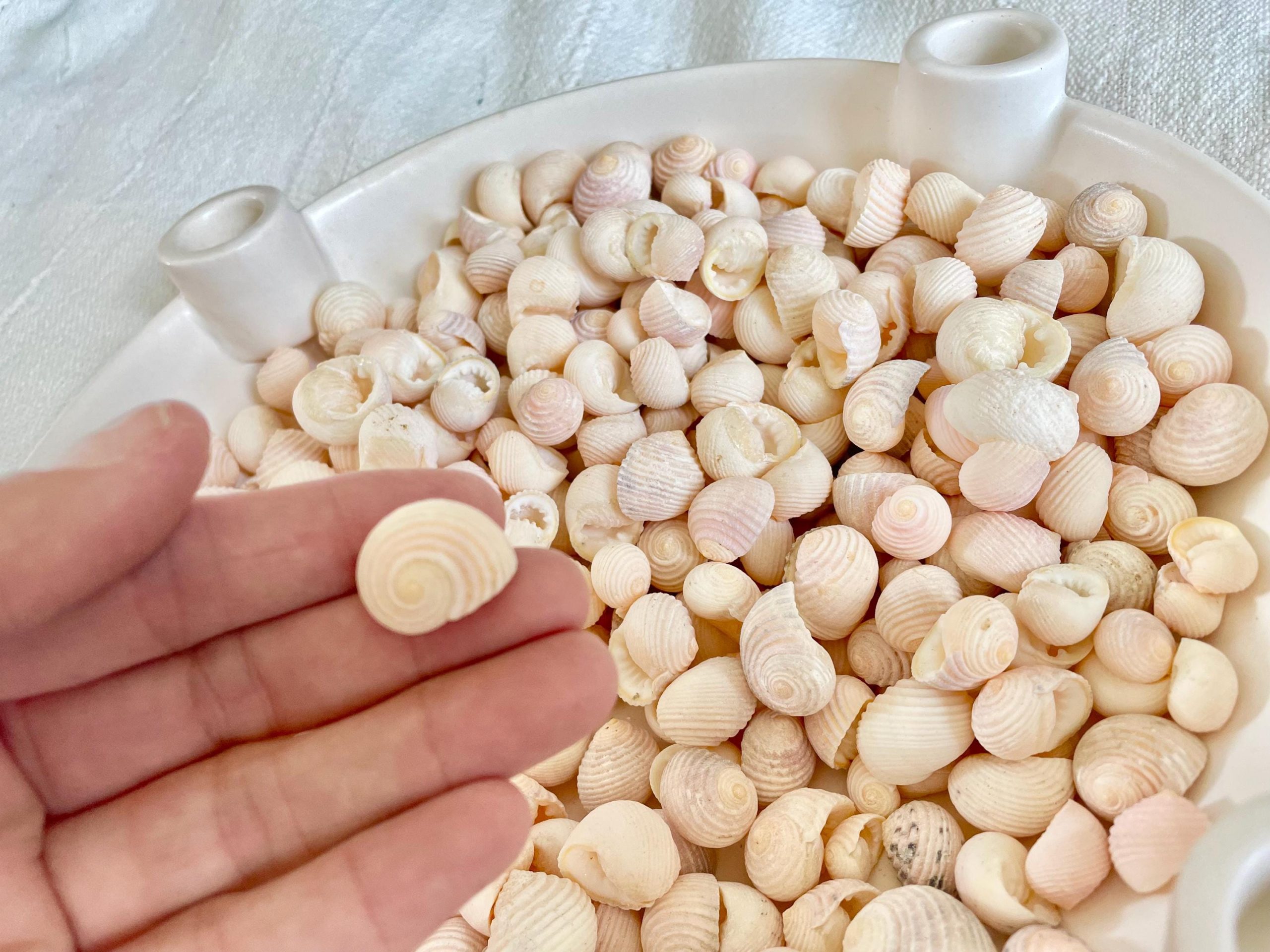 Pleated Nerite Shells 1/2"-3/4" *You Choose Quantity* Small Pink Ribbed Craft Seashells - Image 5