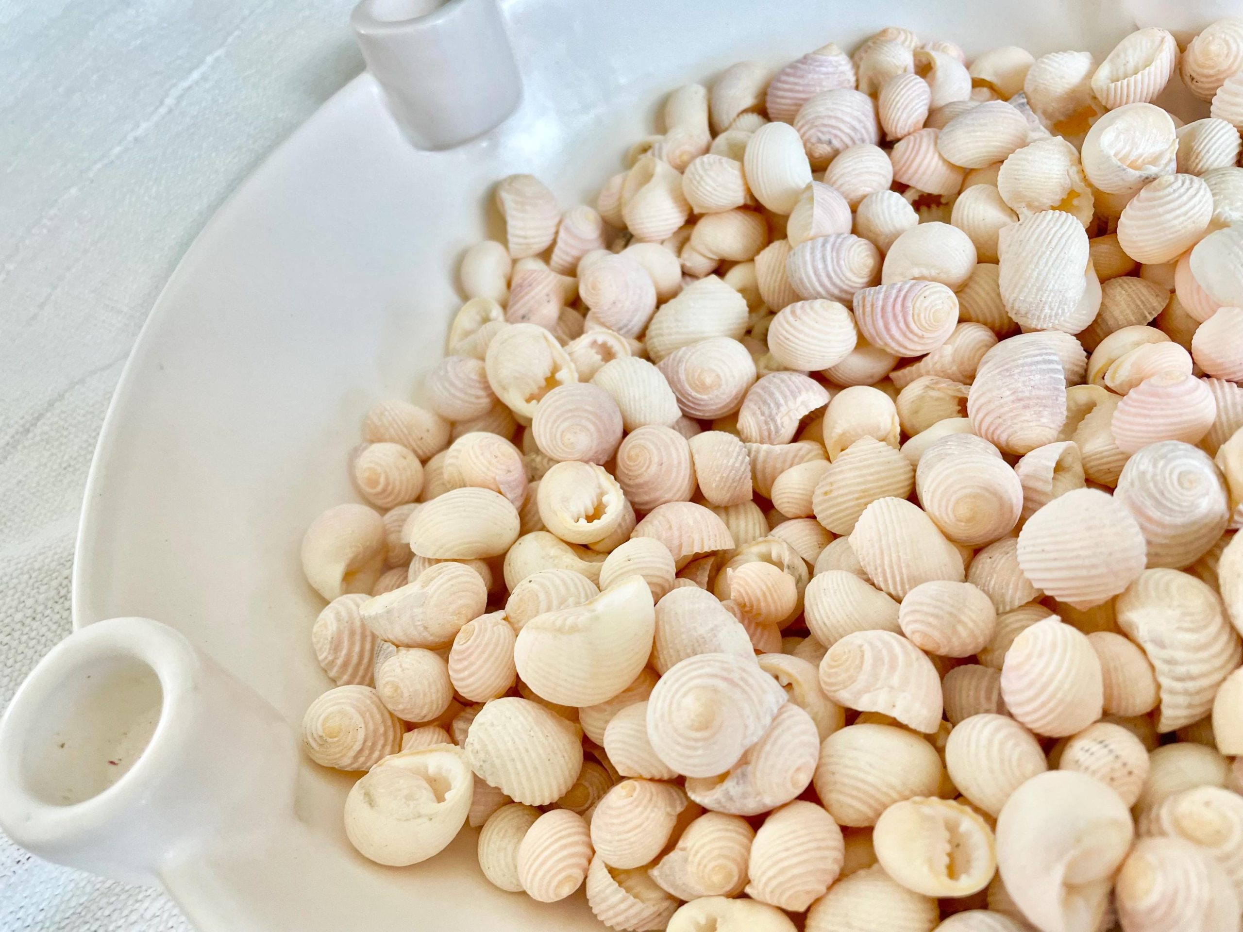 Pleated Nerite Shells 1/2"-3/4" *You Choose Quantity* Small Pink Ribbed Craft Seashells - Image 8