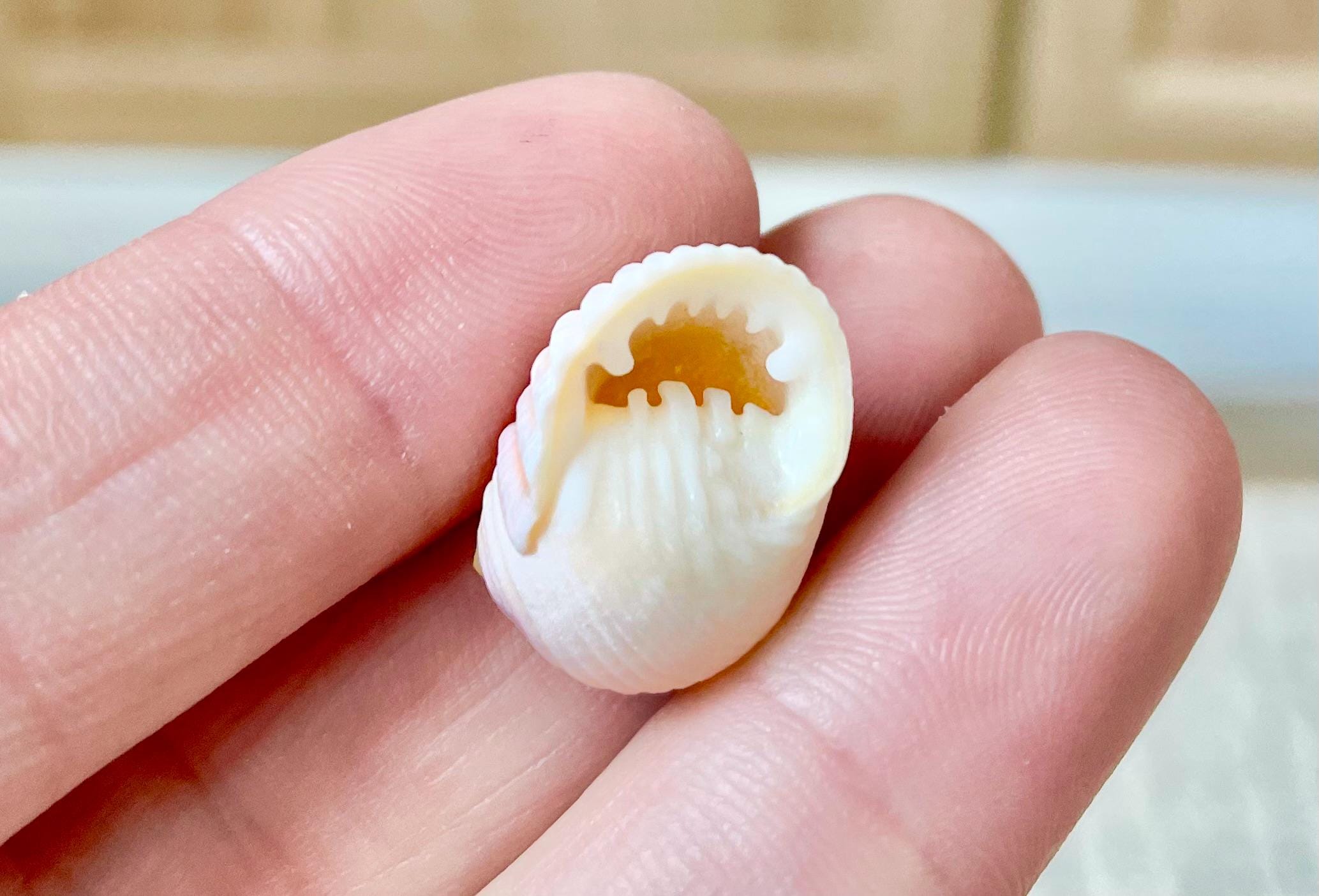 Pleated Nerite Shells 1/2"-3/4" *You Choose Quantity* Small Pink Ribbed Craft Seashells - Image 3