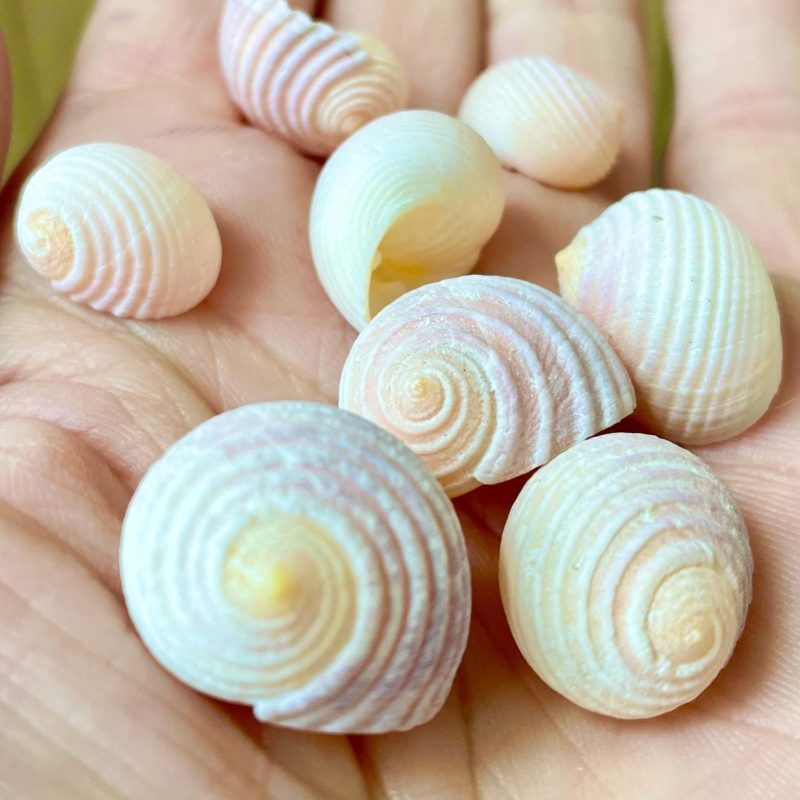 Pleated Nerite Shells 1/2"-3/4" *You Choose Quantity* Small Pink Ribbed Craft Seashells