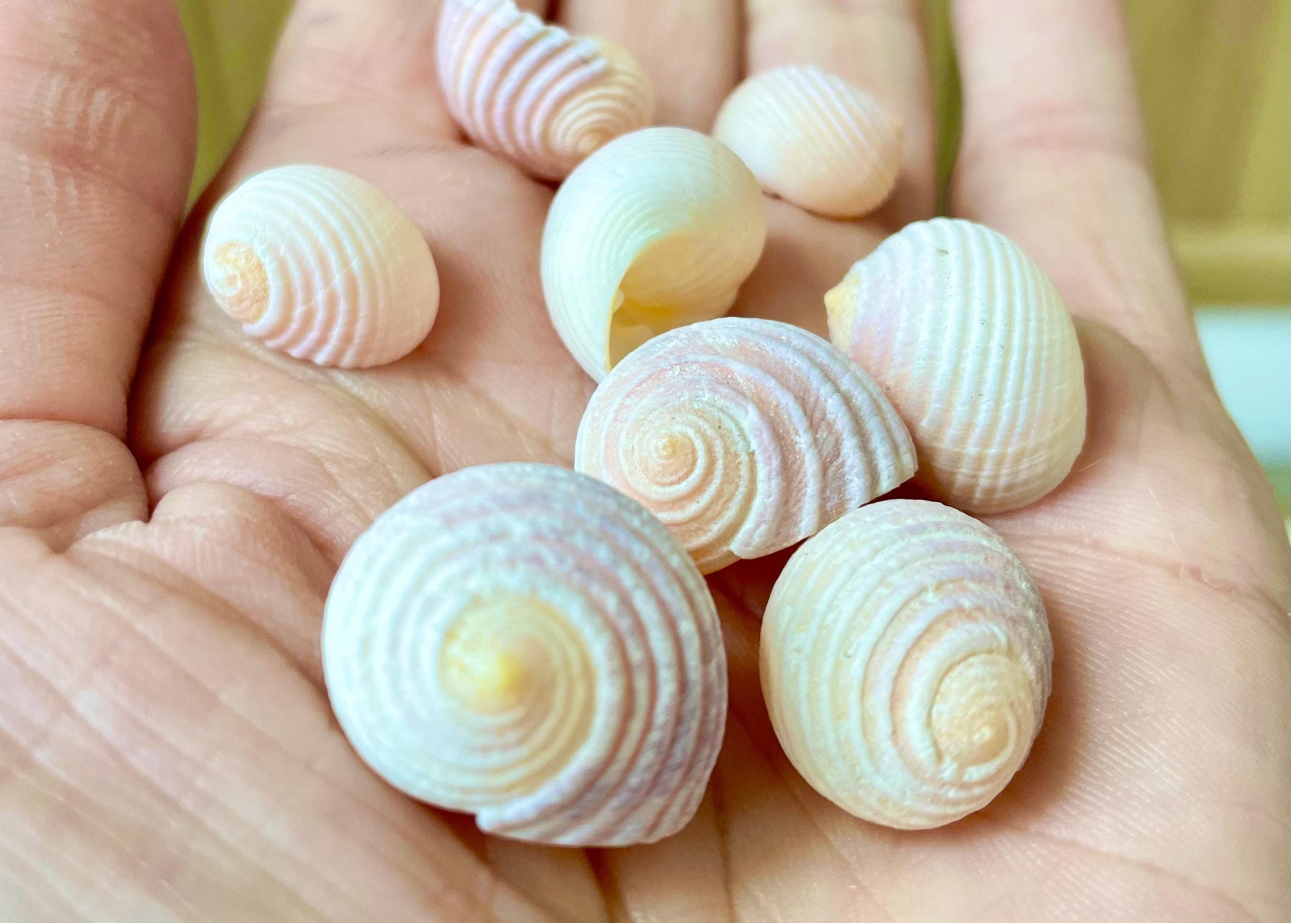 Pleated Nerite Shells 1/2"-3/4" *You Choose Quantity* Small Pink Ribbed Craft Seashells