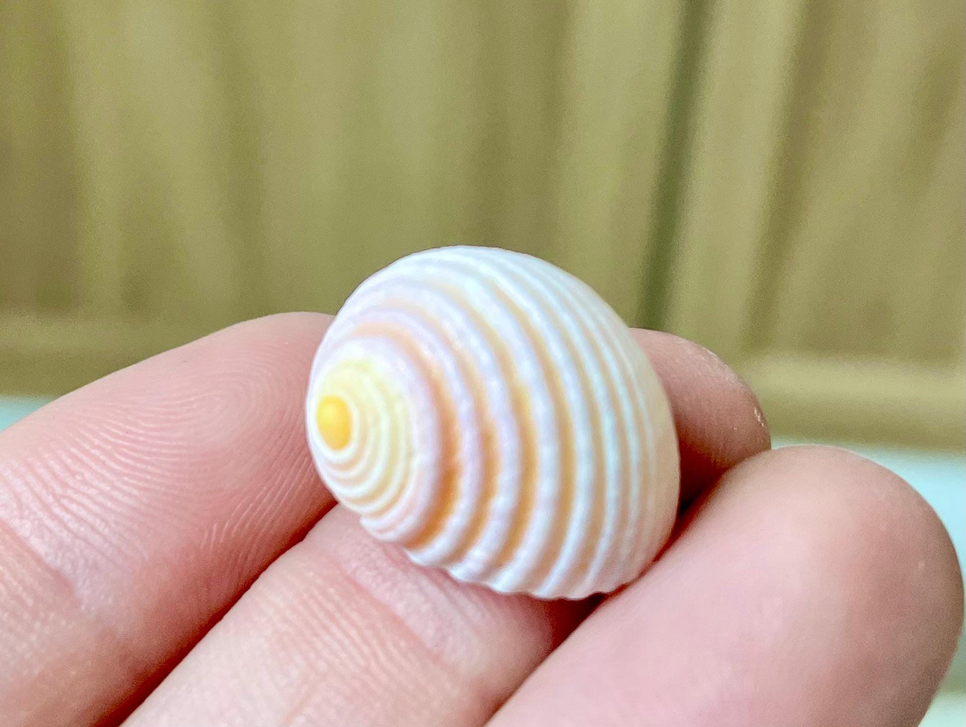Pleated Nerite Shells 1/2"-3/4" *You Choose Quantity* Small Pink Ribbed Craft Seashells - Image 2