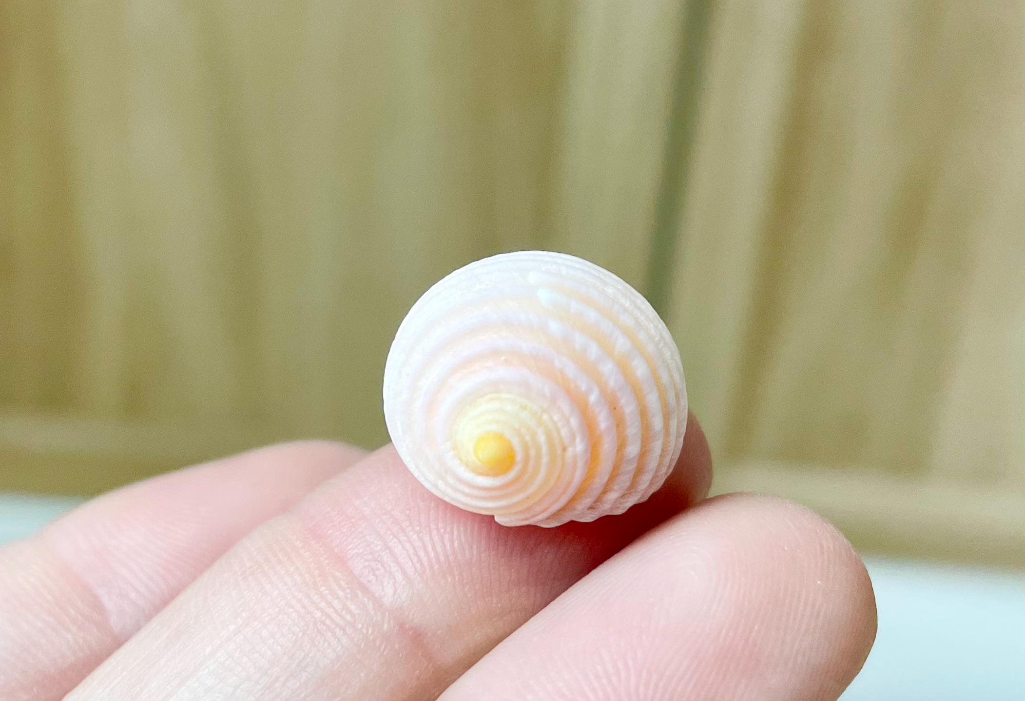 Pleated Nerite Shells 1/2"-3/4" *You Choose Quantity* Small Pink Ribbed Craft Seashells - Image 12