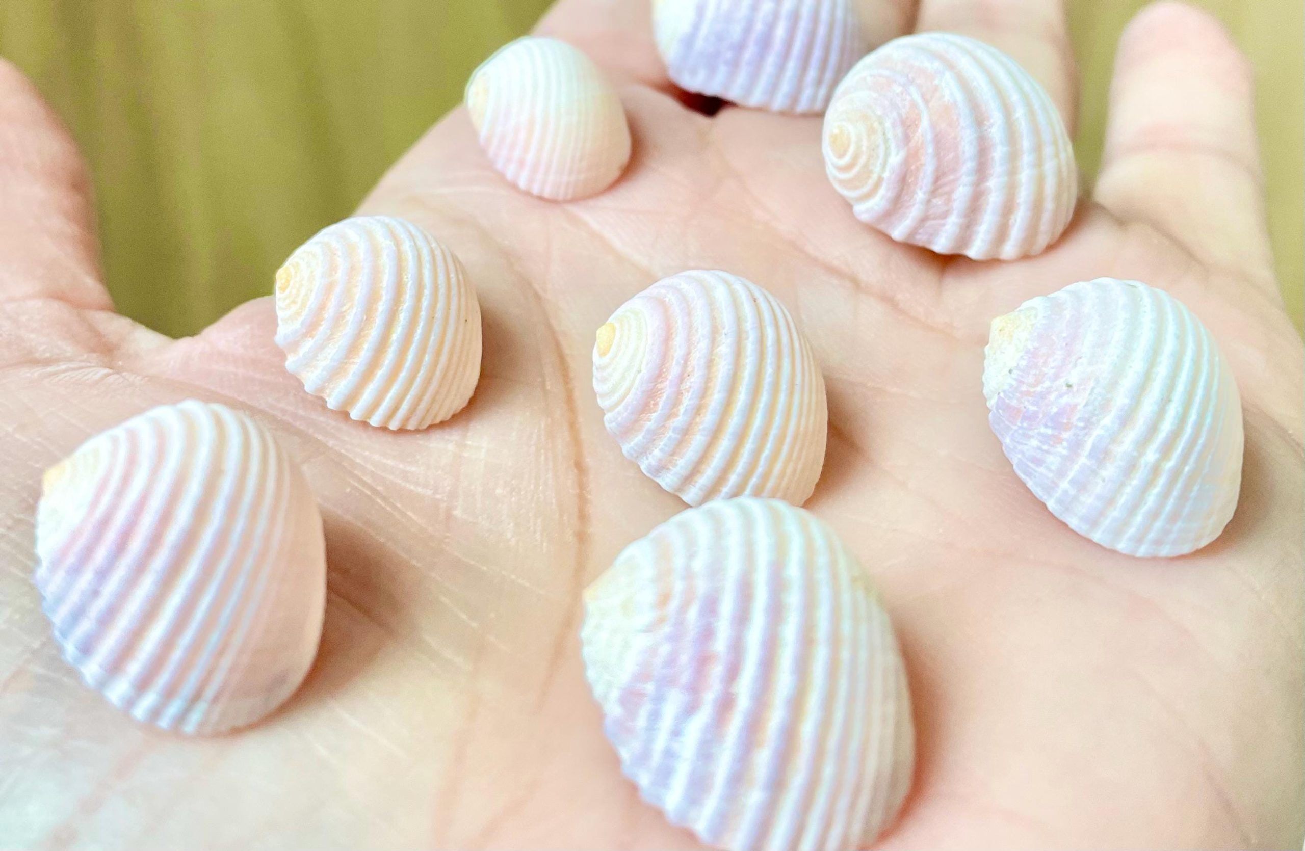 Pleated Nerite Shells 1/2"-3/4" *You Choose Quantity* Small Pink Ribbed Craft Seashells - Image 11