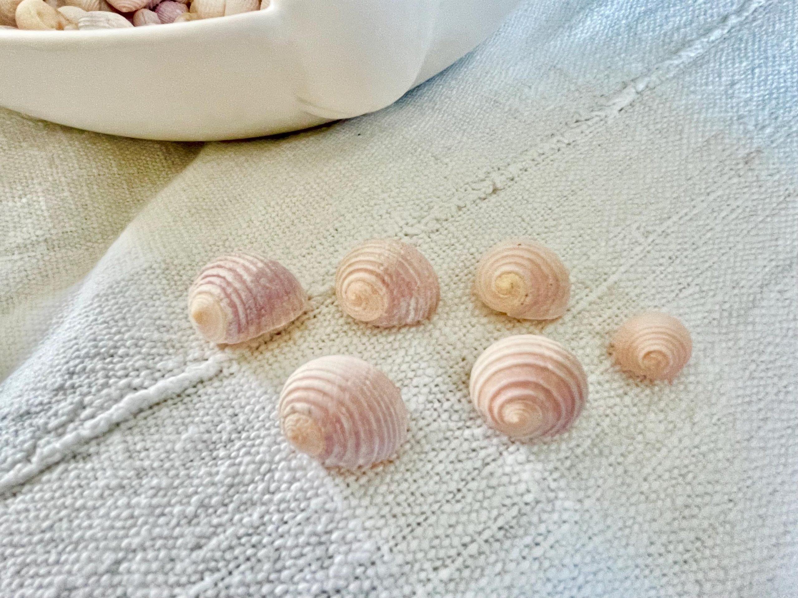 Pleated Nerite Shells 1/2"-3/4" *You Choose Quantity* Small Pink Ribbed Craft Seashells - Image 9