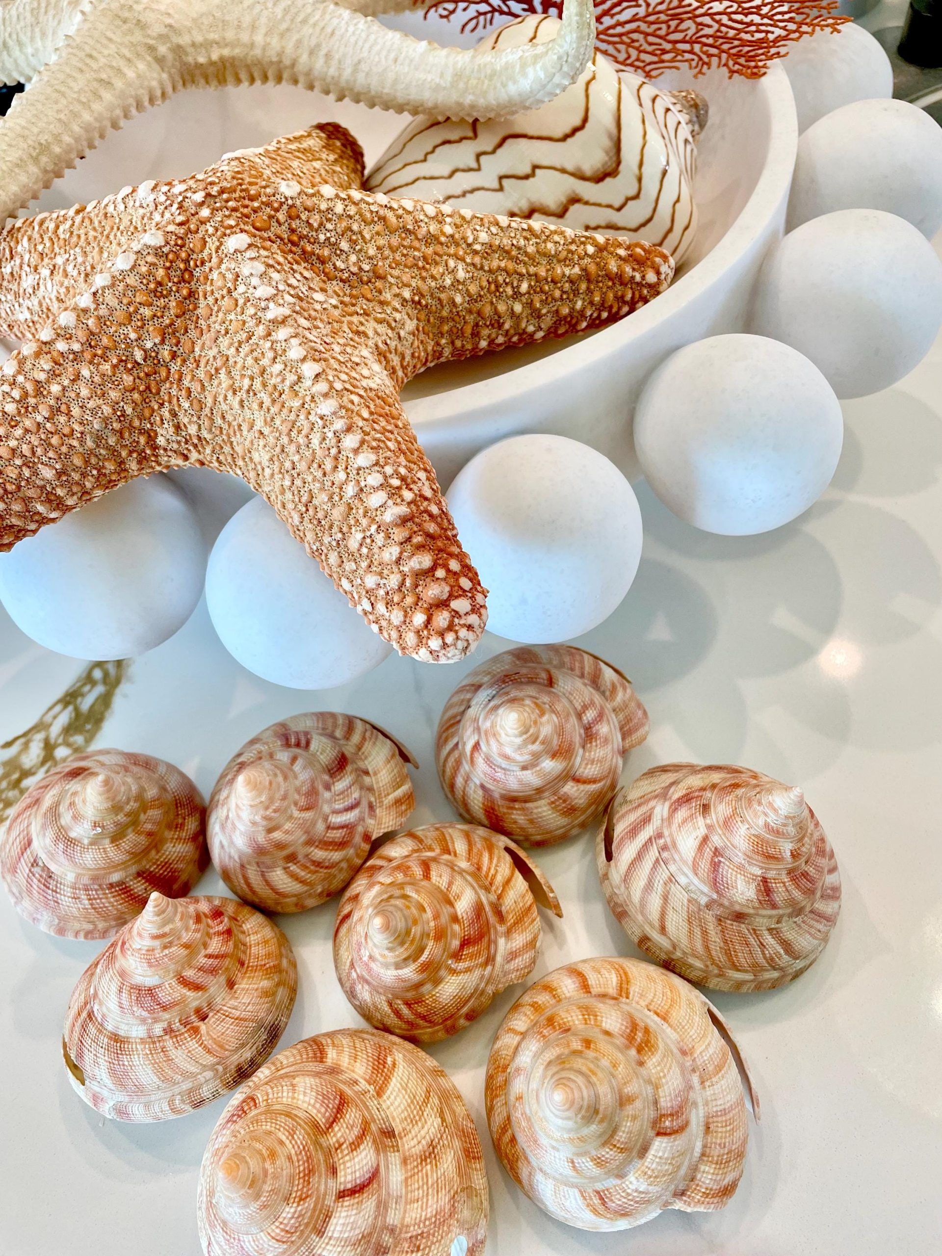 Emperors Slit Seashell 2.5-3" *Shell Of Your Choice* Mikadotrochus hirasei - Image 4