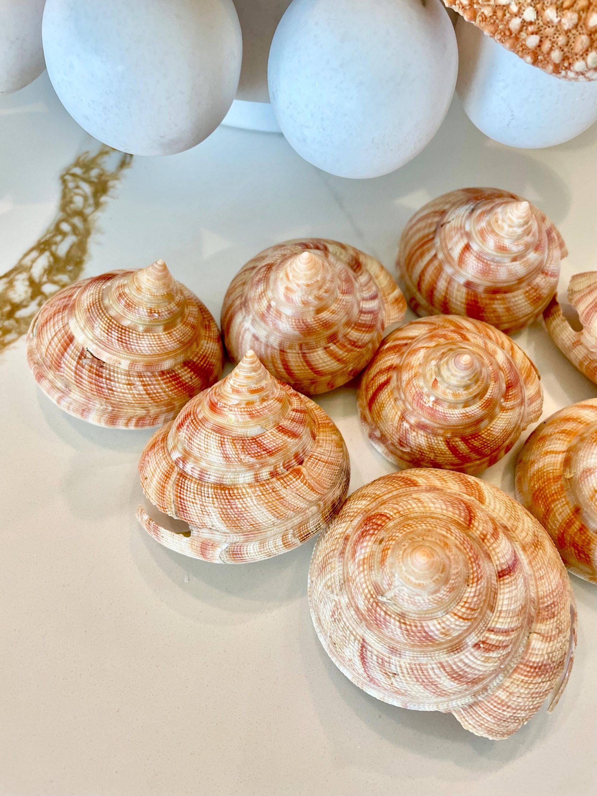 Emperors Slit Seashell 2.5-3" *Shell Of Your Choice* Mikadotrochus hirasei - Image 9