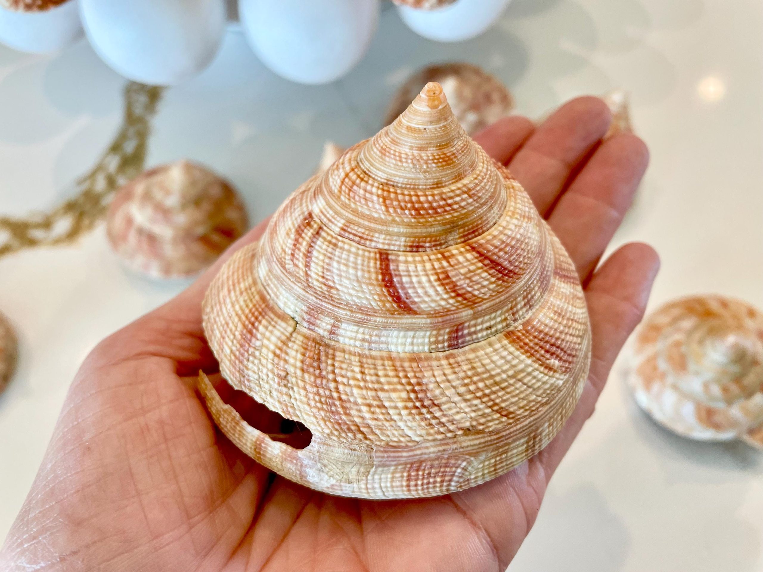 Emperors Slit Seashell 2.5-3" *Shell Of Your Choice* Mikadotrochus hirasei - Image 7