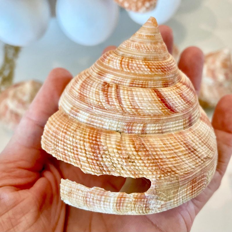 Emperors Slit Seashell 2.5-3" *Shell Of Your Choice*  Mikadotrochus hirasei