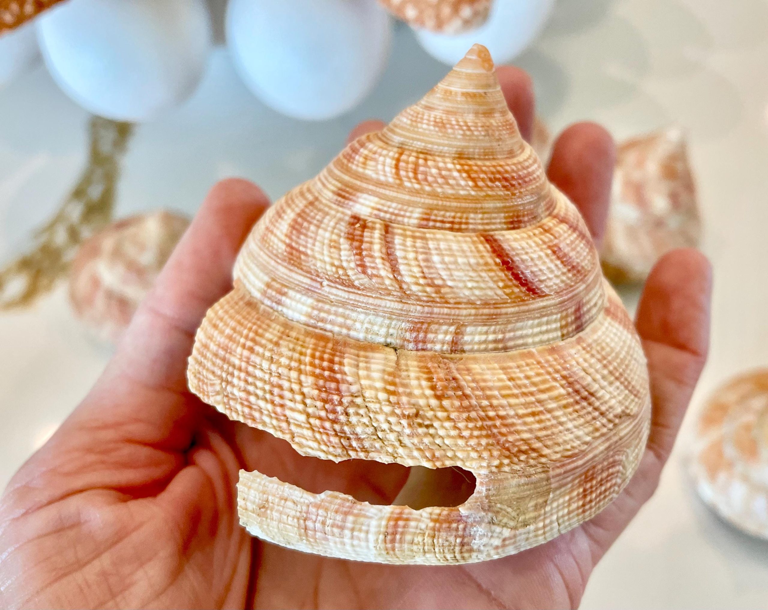 Emperors Slit Seashell 2.5-3" *Shell Of Your Choice* Mikadotrochus hirasei