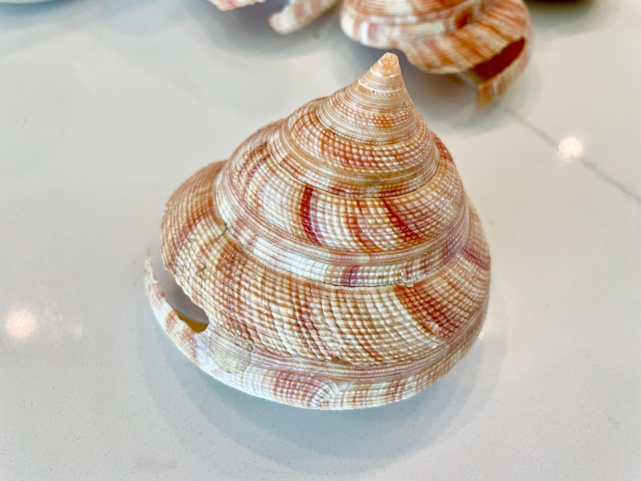 Emperors Slit Seashell 2.5-3" *Shell Of Your Choice* Mikadotrochus hirasei - Image 5