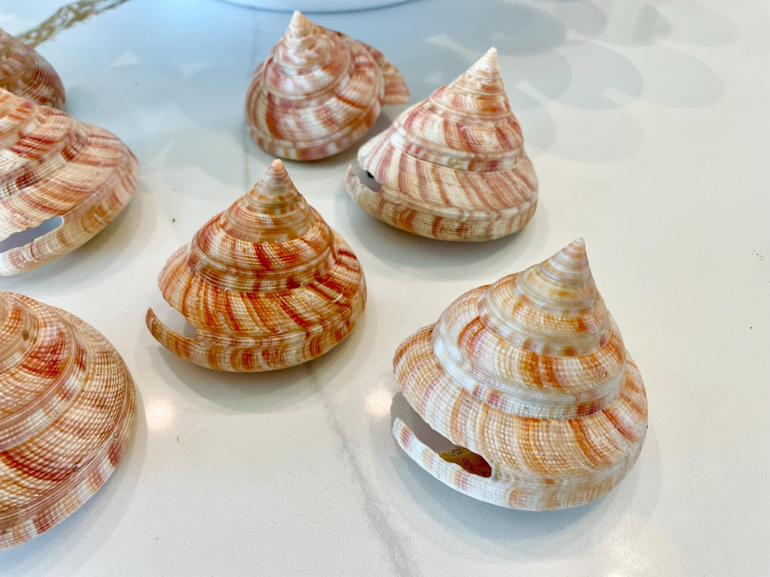 Emperors Slit Seashell 2.5-3" *Shell Of Your Choice* Mikadotrochus hirasei - Image 8