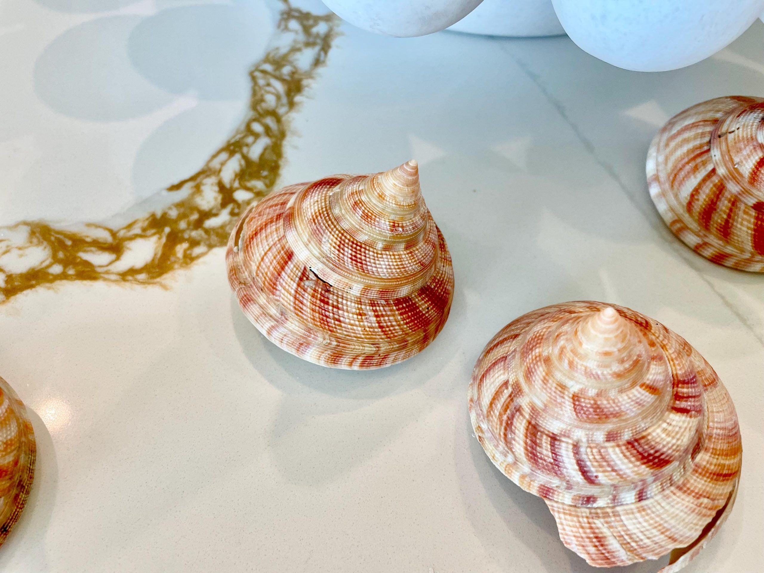 Emperors Slit Seashell 2.5-3" *Shell Of Your Choice* Mikadotrochus hirasei - Image 6