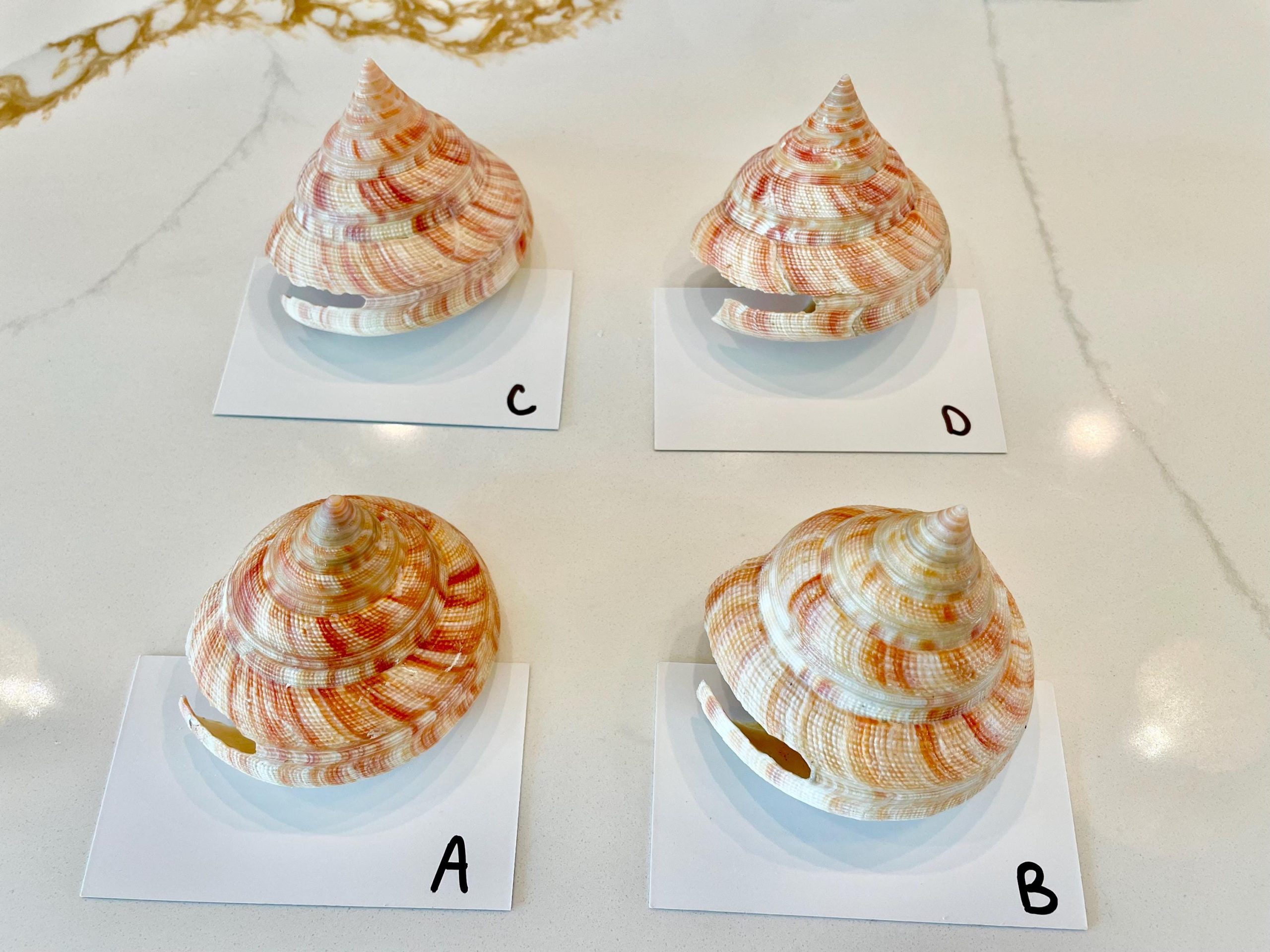 Emperors Slit Seashell 2.5-3" *Shell Of Your Choice* Mikadotrochus hirasei - Image 10