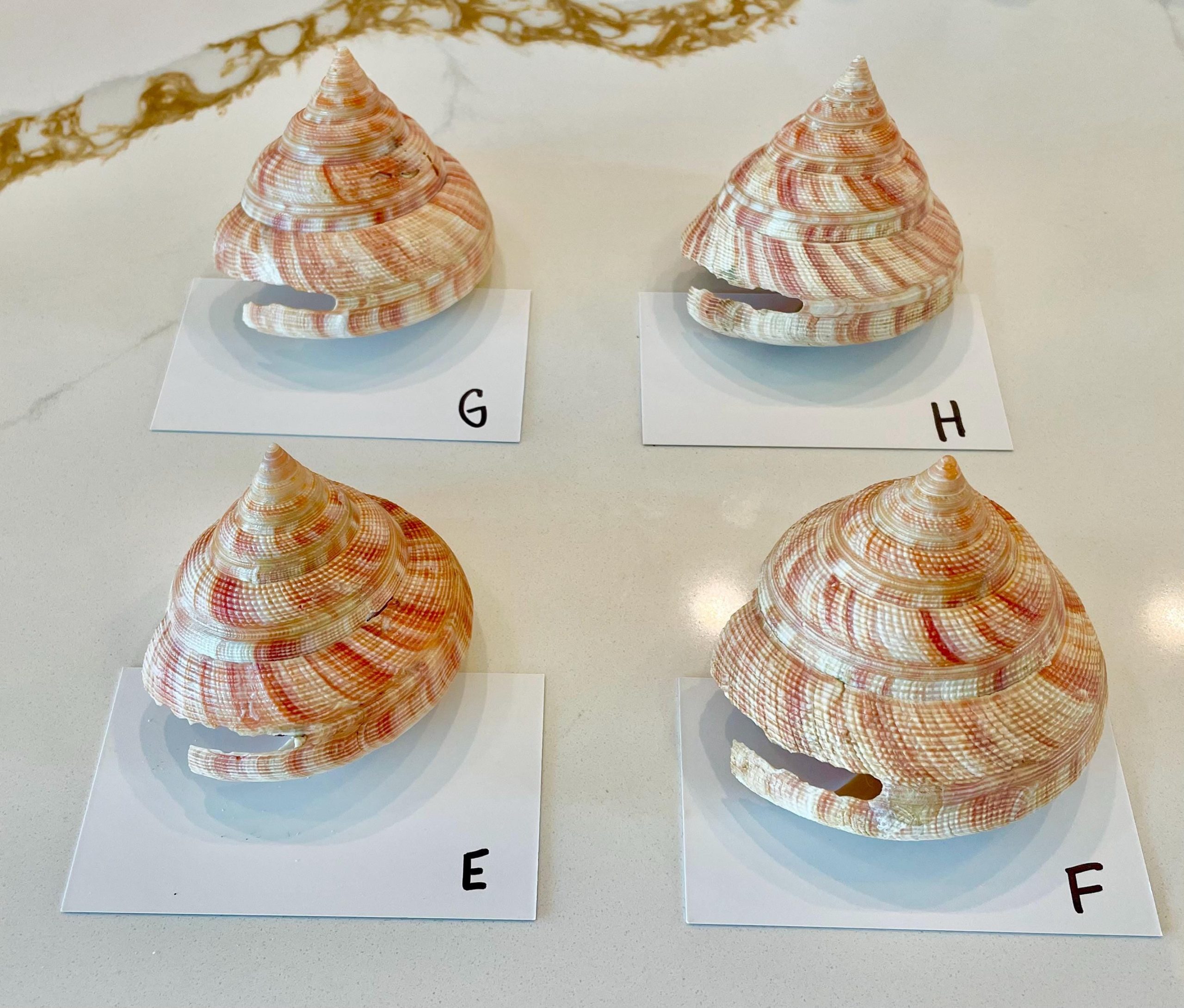 Emperors Slit Seashell 2.5-3" *Shell Of Your Choice* Mikadotrochus hirasei - Image 11