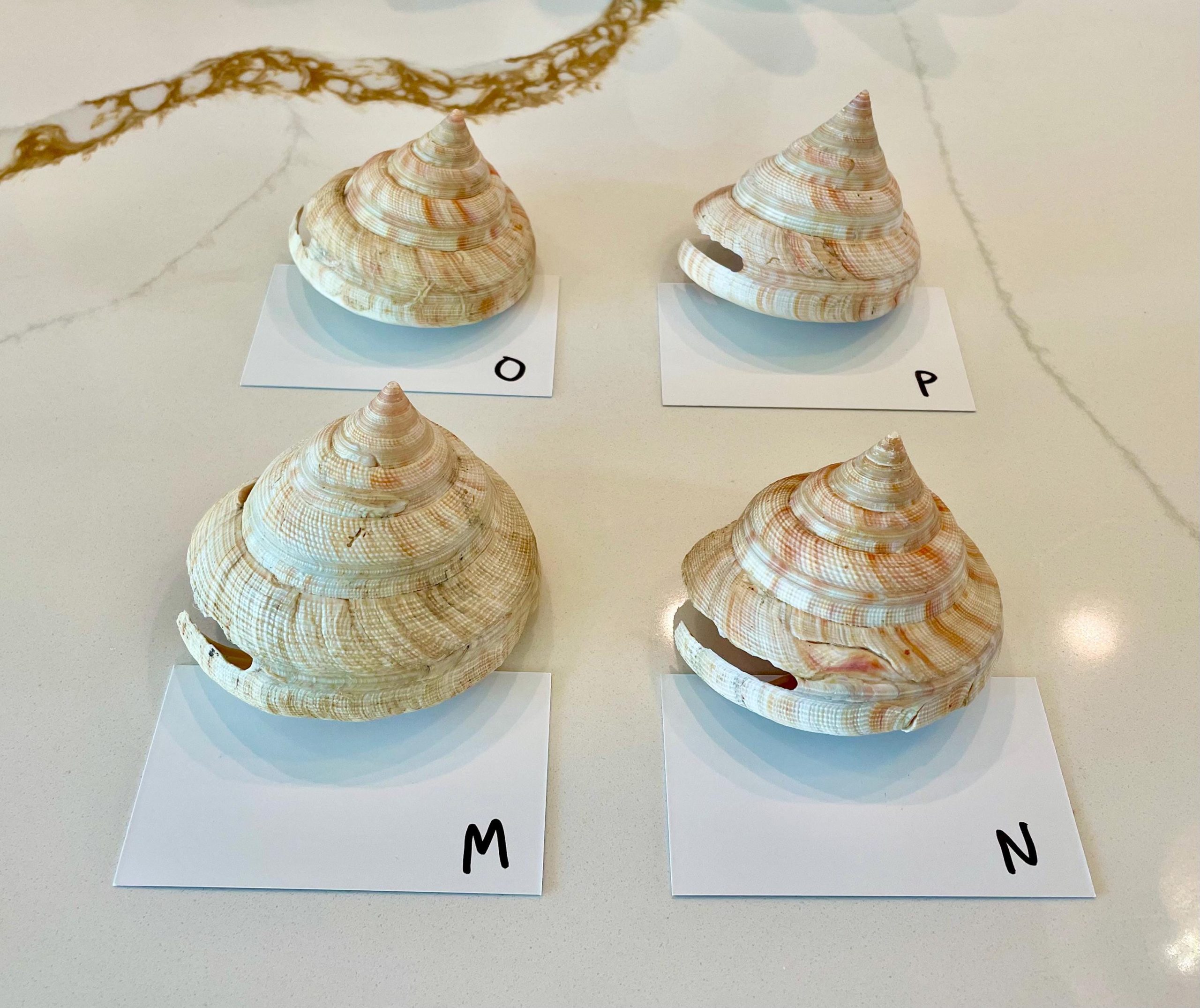 Emperors Slit Seashell 2.5-3" *Shell Of Your Choice* Mikadotrochus hirasei - Image 13